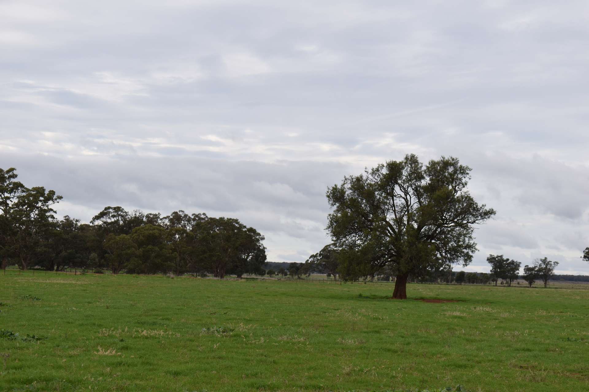2892 Springvale Road, Condobolin For Sale by Farmbuy.com - image 6
