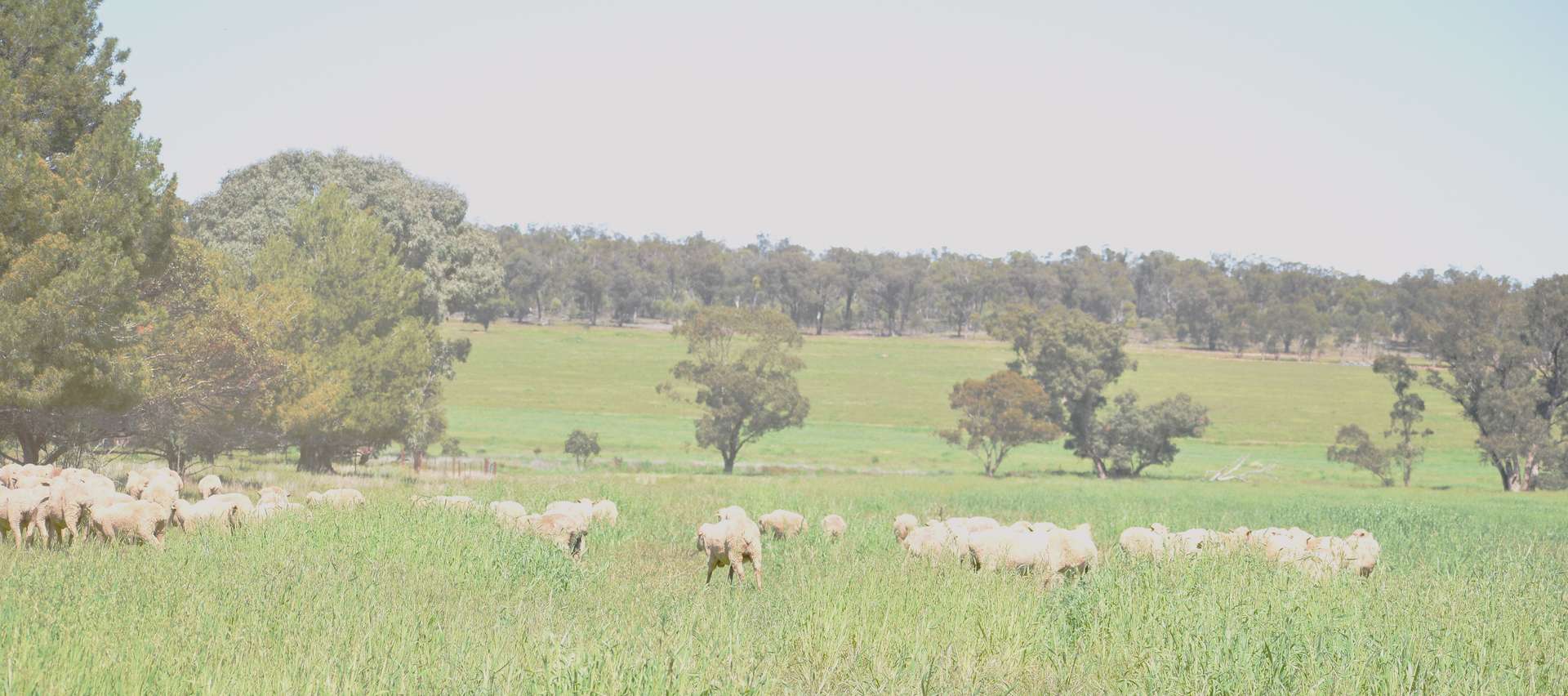 2892 Springvale Road, Condobolin For Sale by Farmbuy.com - image 3