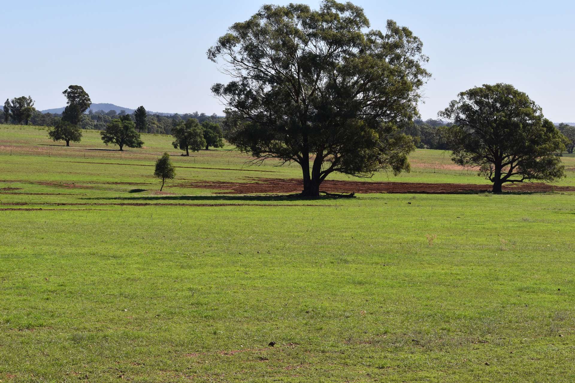 2892 Springvale Road, Condobolin For Sale by Farmbuy.com - image 17