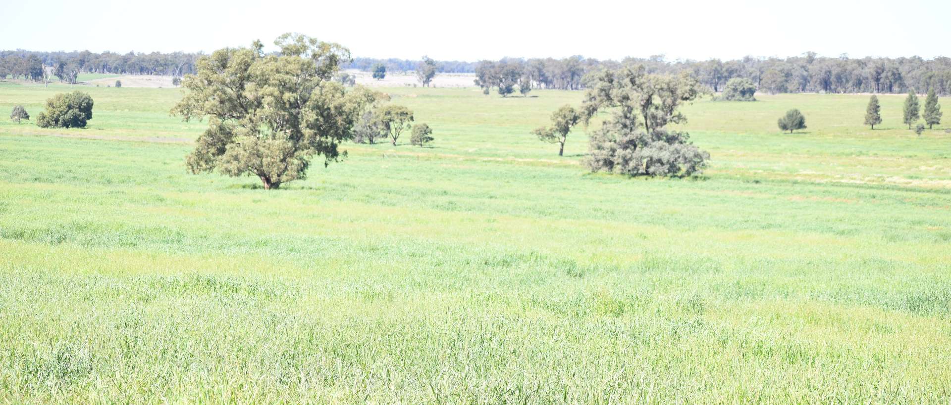2892 Springvale Road, Condobolin For Sale by Farmbuy.com - image 2