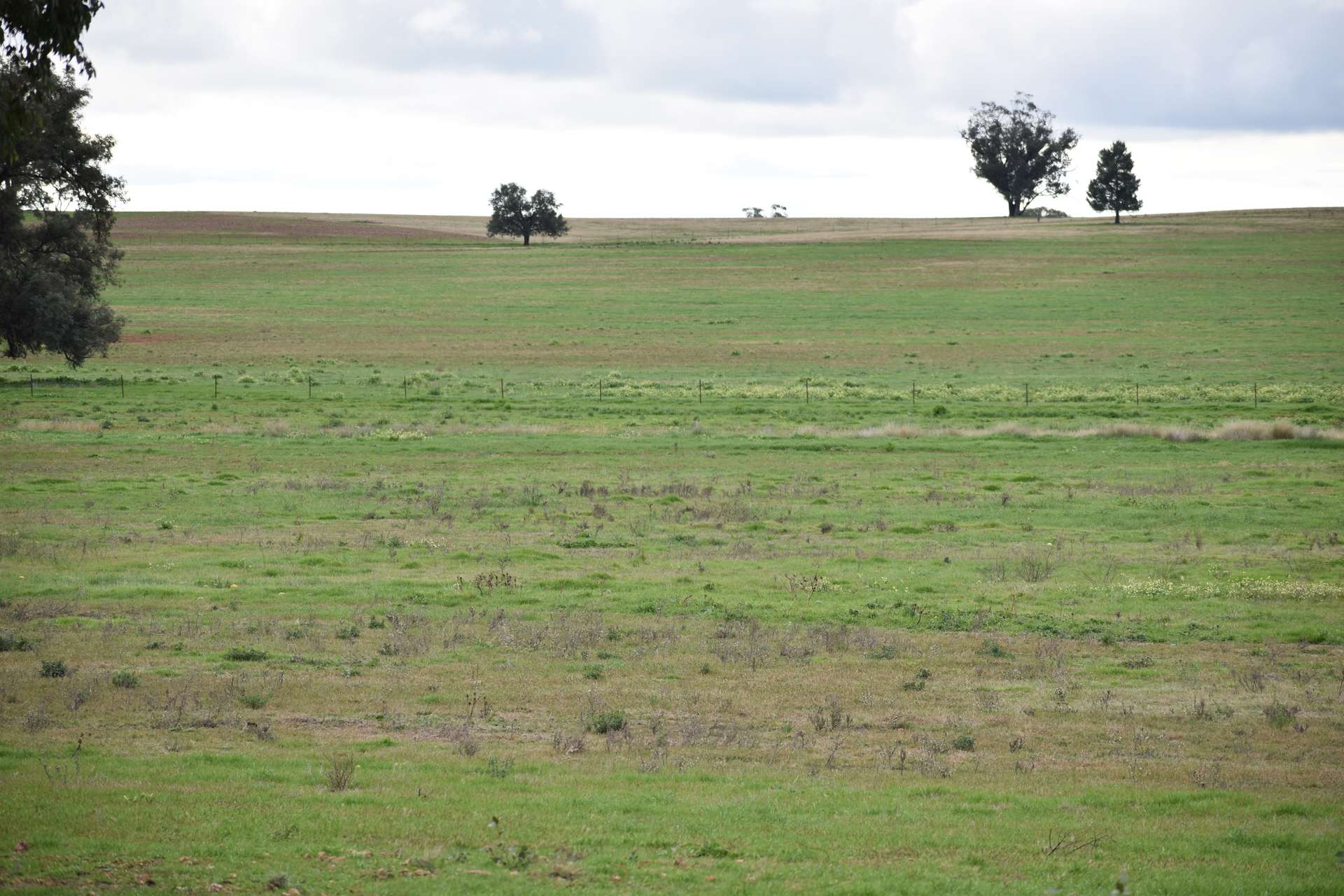 2892 Springvale Road, Condobolin For Sale by Farmbuy.com - image 7