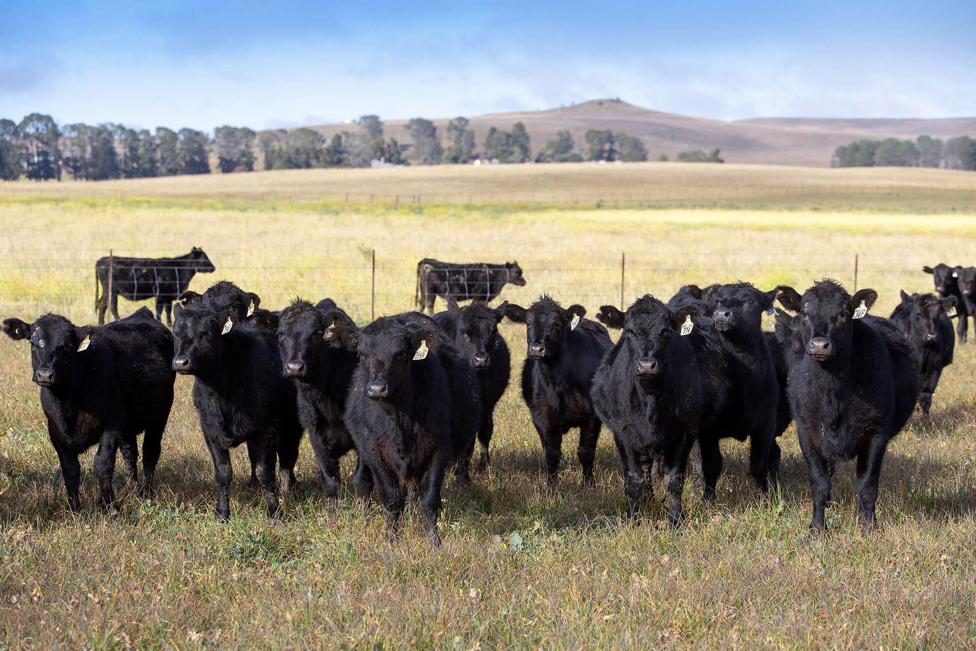 7651 Monaro Highway, Cooma For Sale by Farmbuy.com - image 32