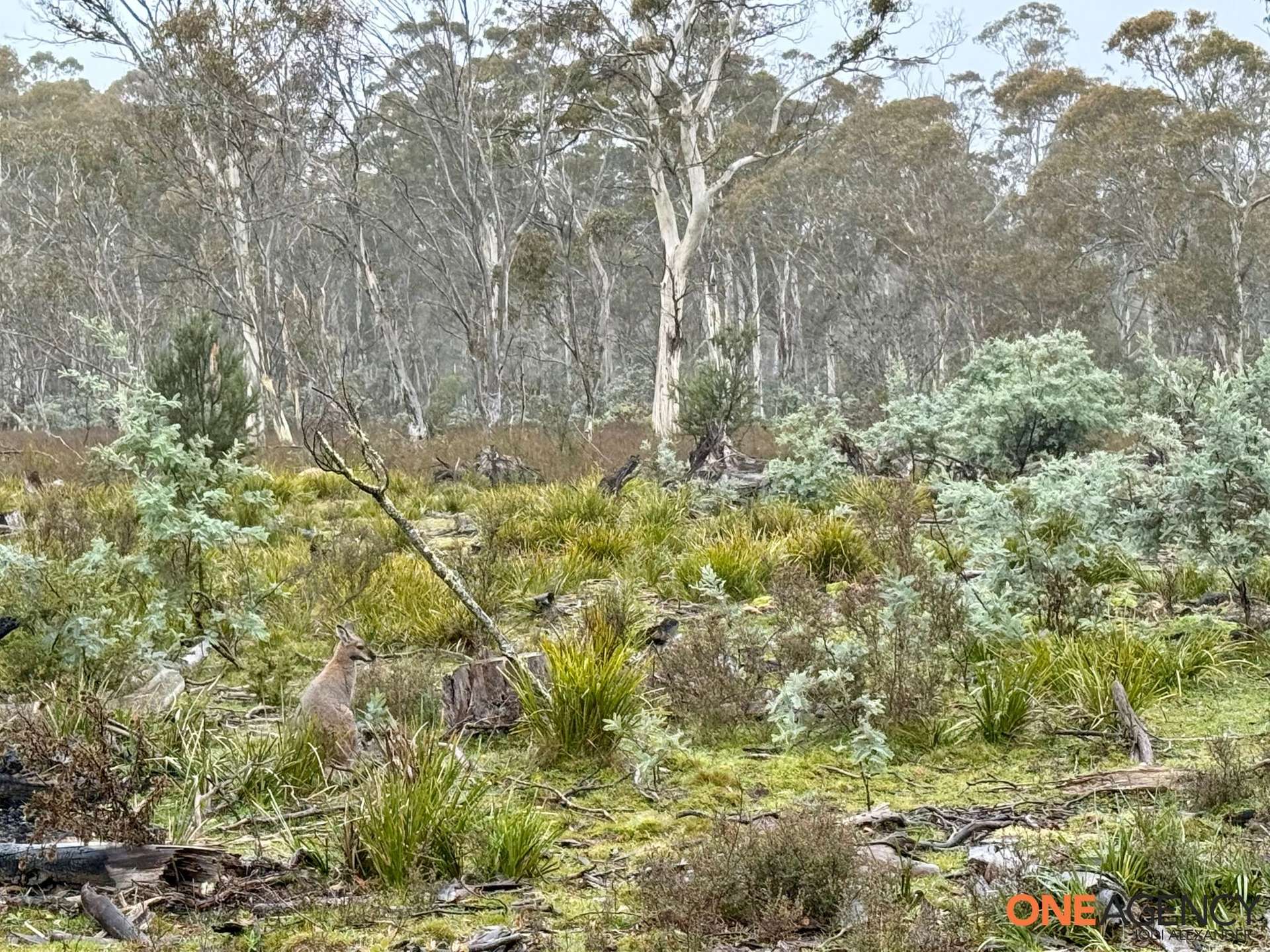 Lot 67, 1830 Dangelong Road, Kybeyan For Sale by Farmbuy.com - image 10