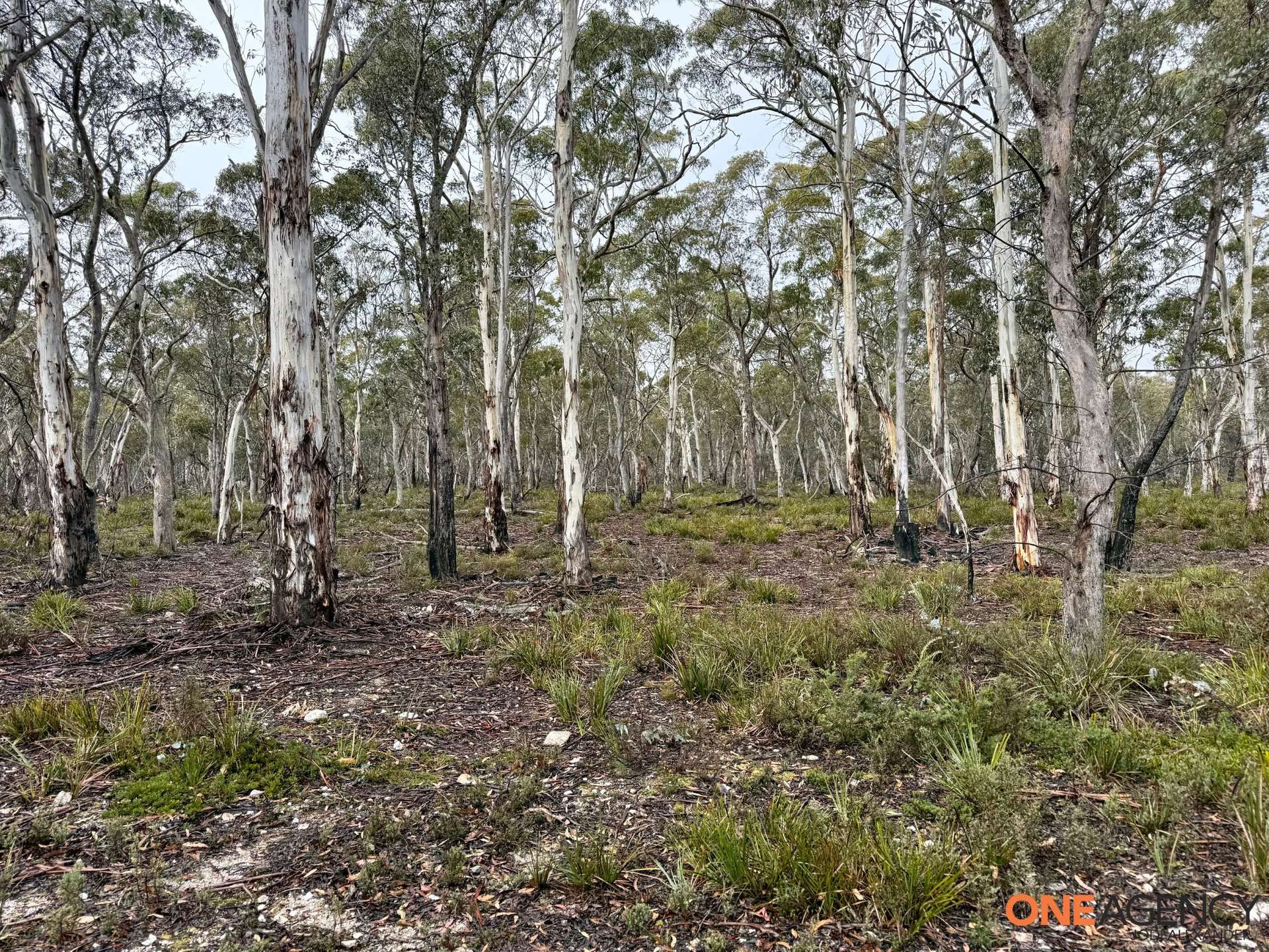 Lot 67, 1830 Dangelong Road, Kybeyan For Sale by Farmbuy.com - image 8