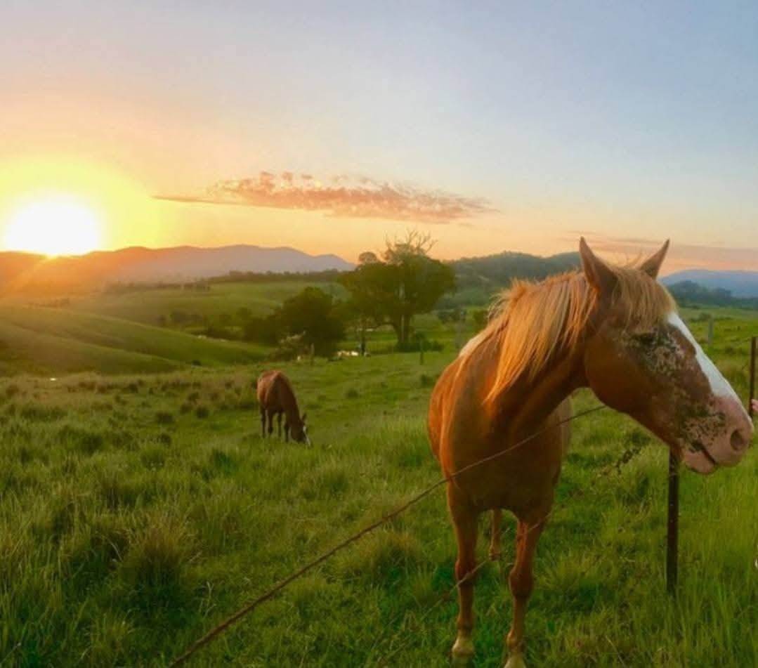 81 Kia Ora Hill Road, Bowman Farm VIA, Gloucester For Sale by Farmbuy.com - image 9