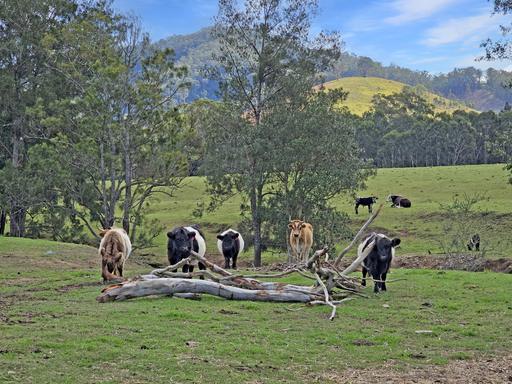 1282 Waukivory Road, Waukivory VIA, Gloucester NSW 2422