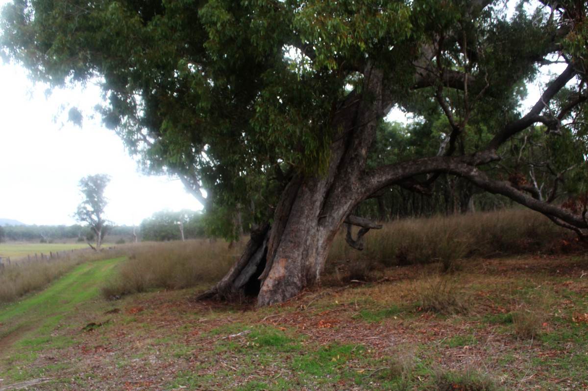 Lot 24,  Hermitage Emuvale Road, Yangan For Sale by Farmbuy.com - image 13
