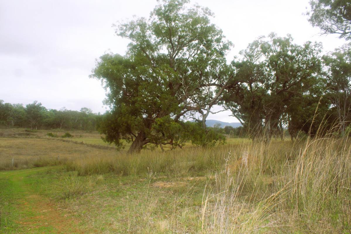 Lot 24,  Hermitage Emuvale Road, Yangan For Sale by Farmbuy.com - image 4