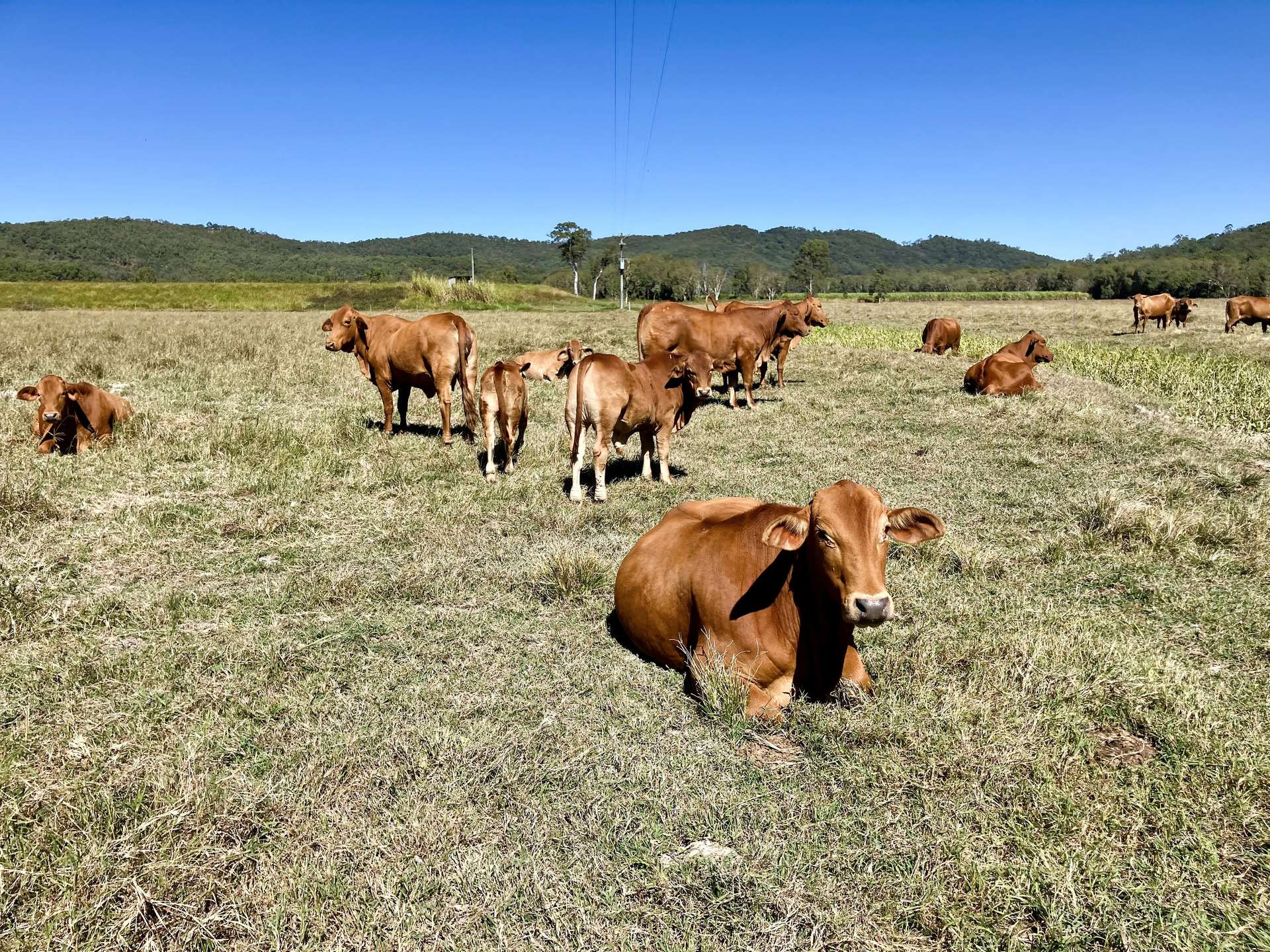 Koumala For Sale by Farmbuy.com - image 20