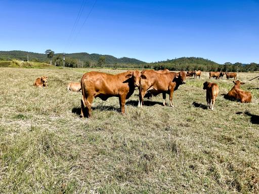 Koumala QLD 4738