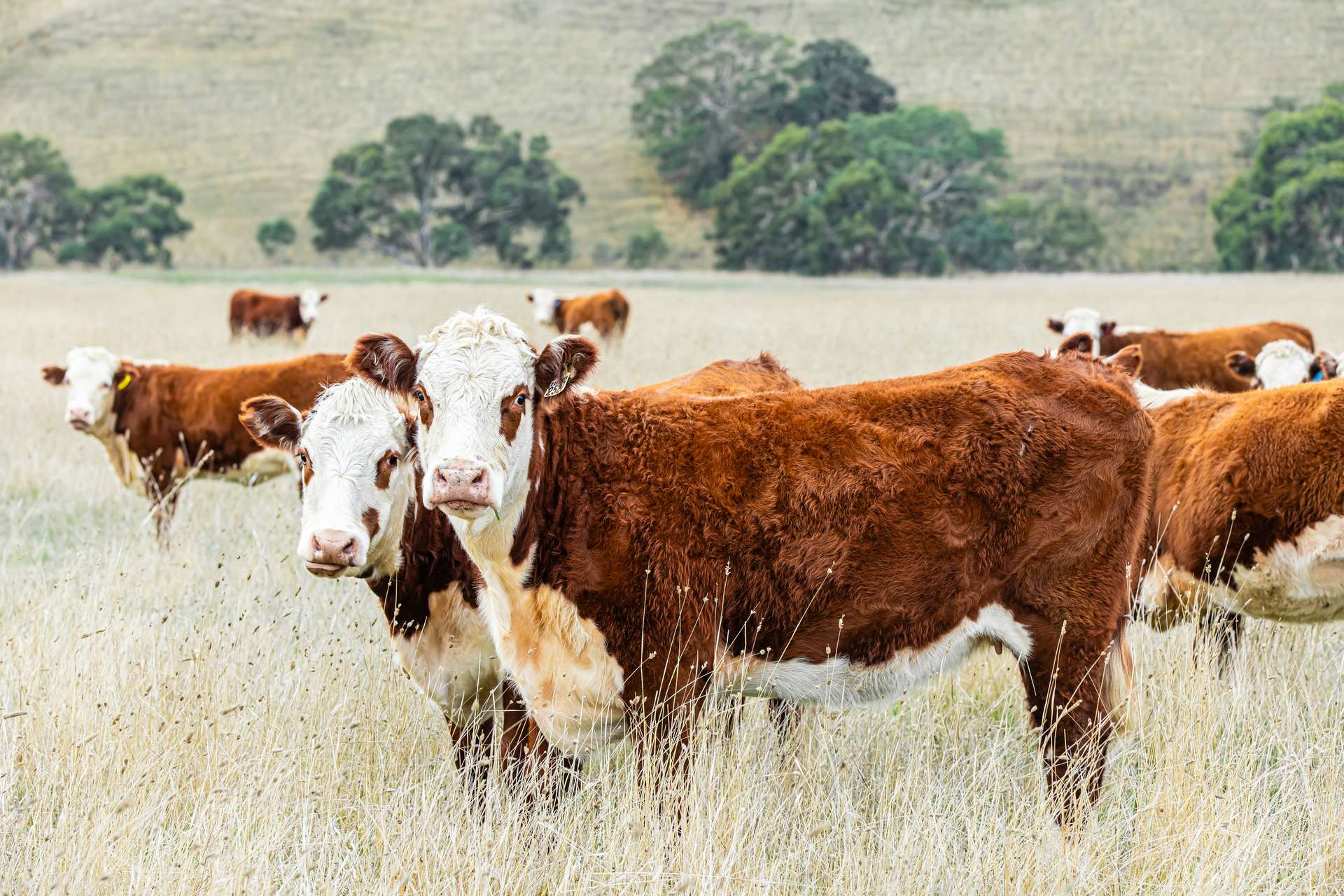 Lot 8 Nolans Road, Henty For Sale by Farmbuy.com - image 10