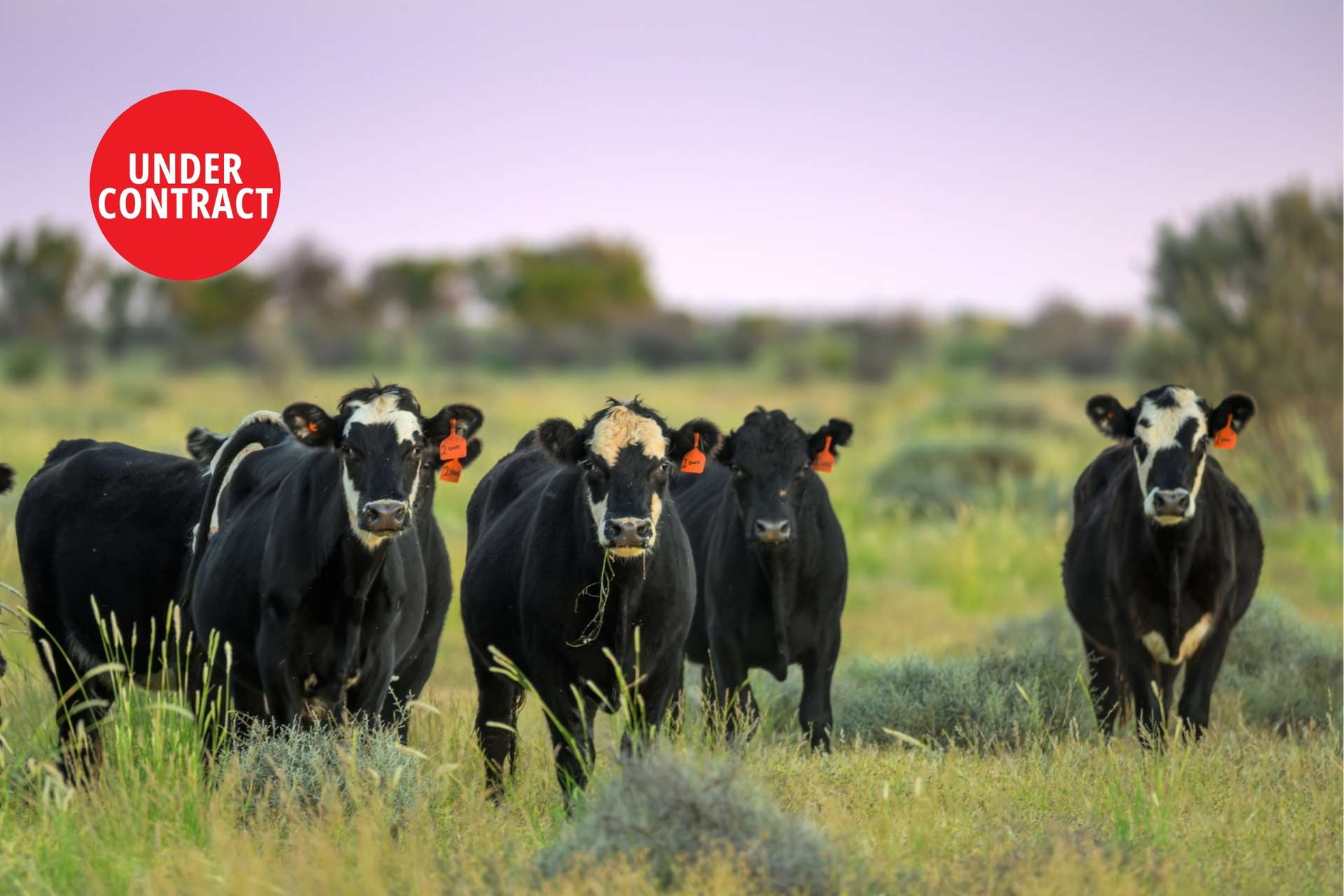 Packsaddle Auction by Farmbuy.com - image 1