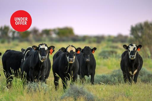 Packsaddle NSW 2880