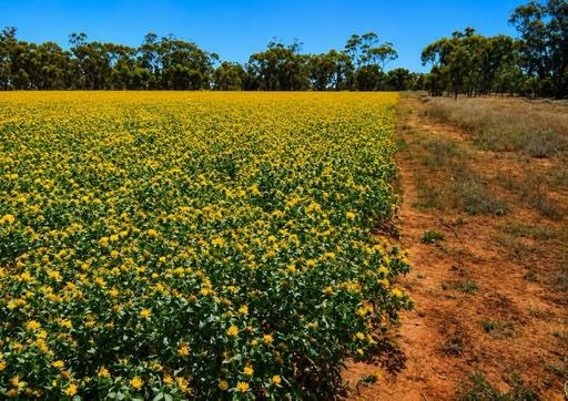 488 Days Road, Nyngan NSW 2825