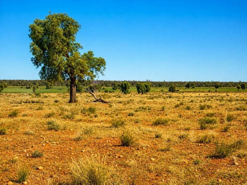 488 Days Road, Nyngan For Sale by Farmbuy.com - image 10