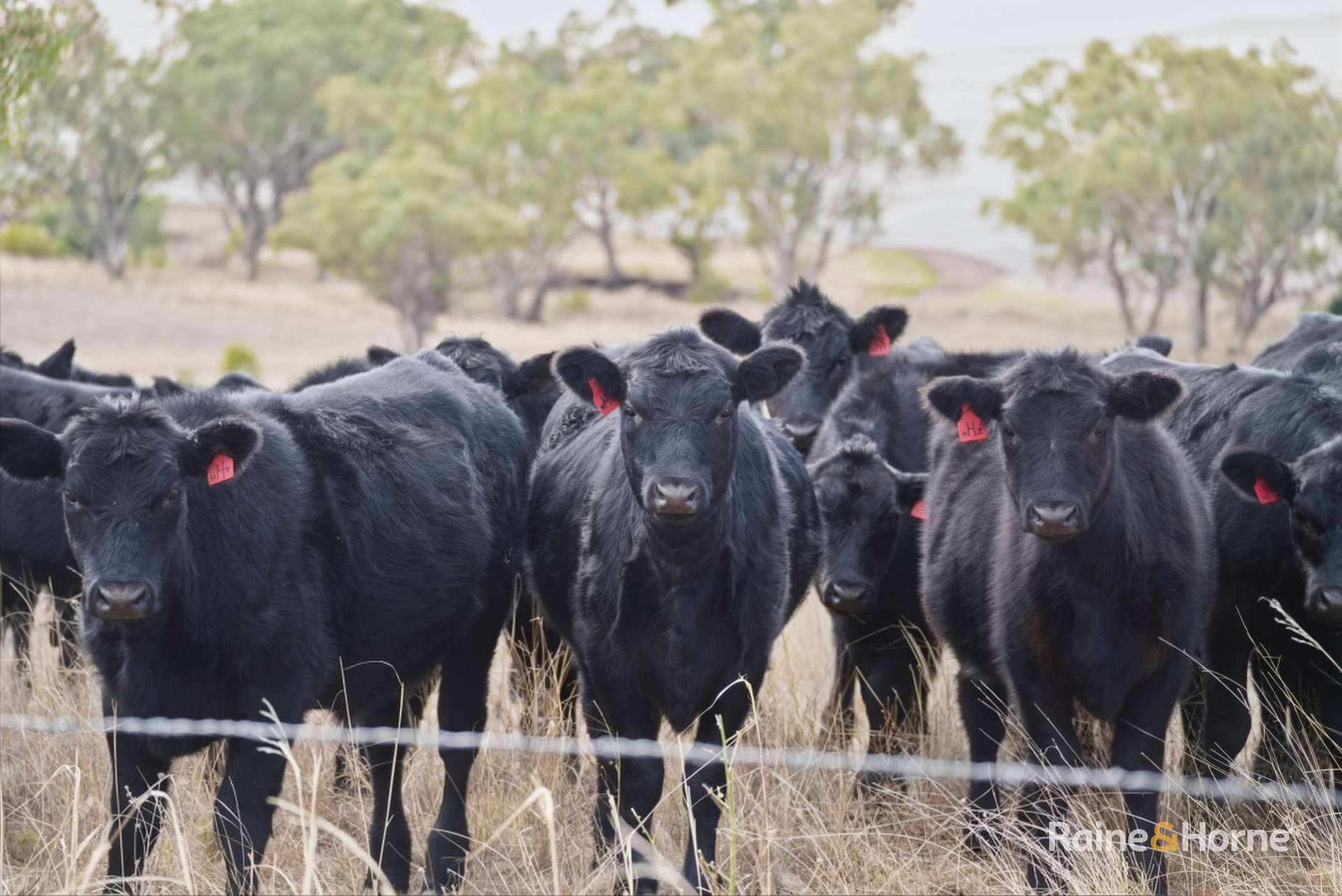 1007 Barnbrook Road, Werris Creek For Sale by Farmbuy.com - image 13