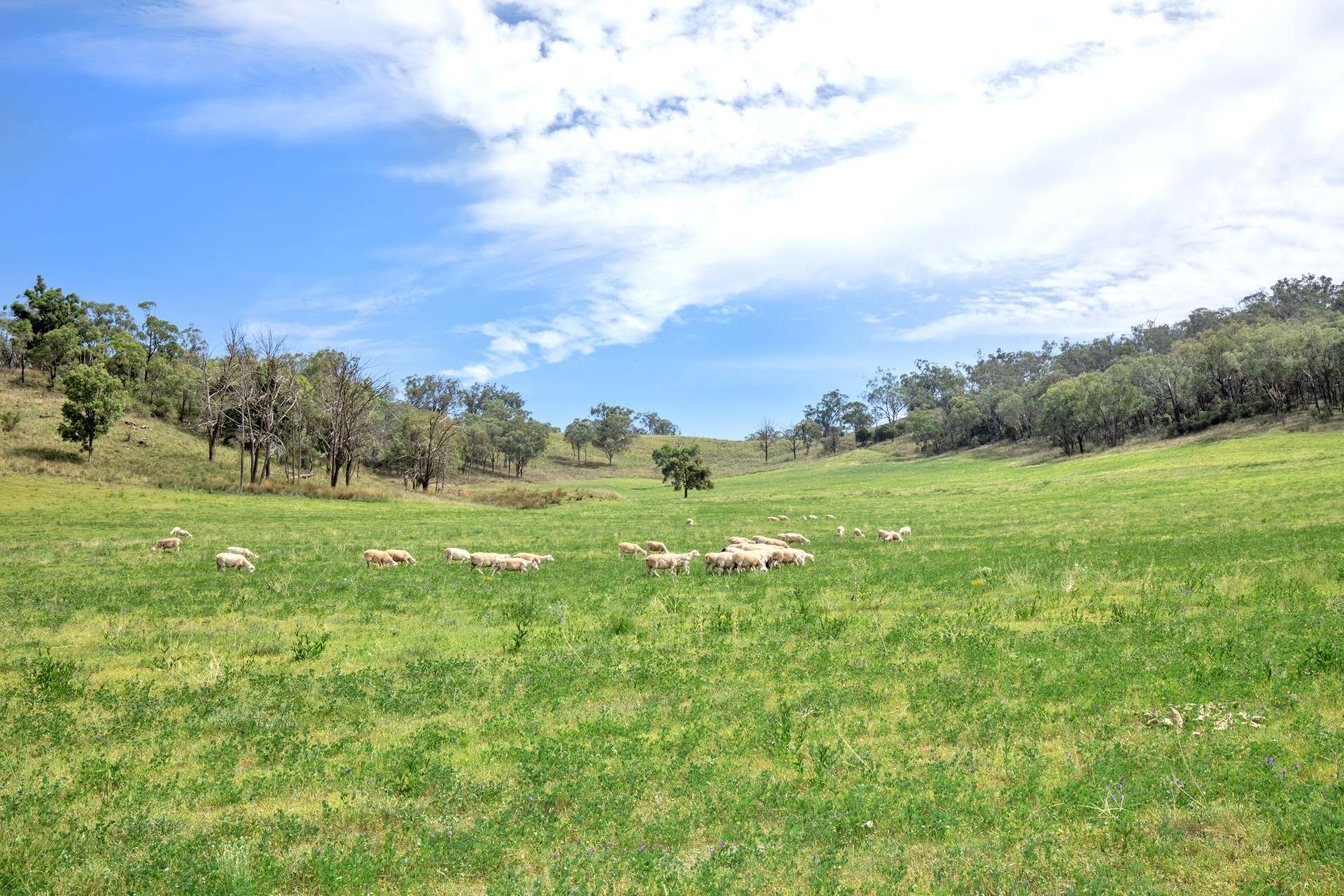 225 Echo Hills Road, Dungowan For Sale by Farmbuy.com - image 4