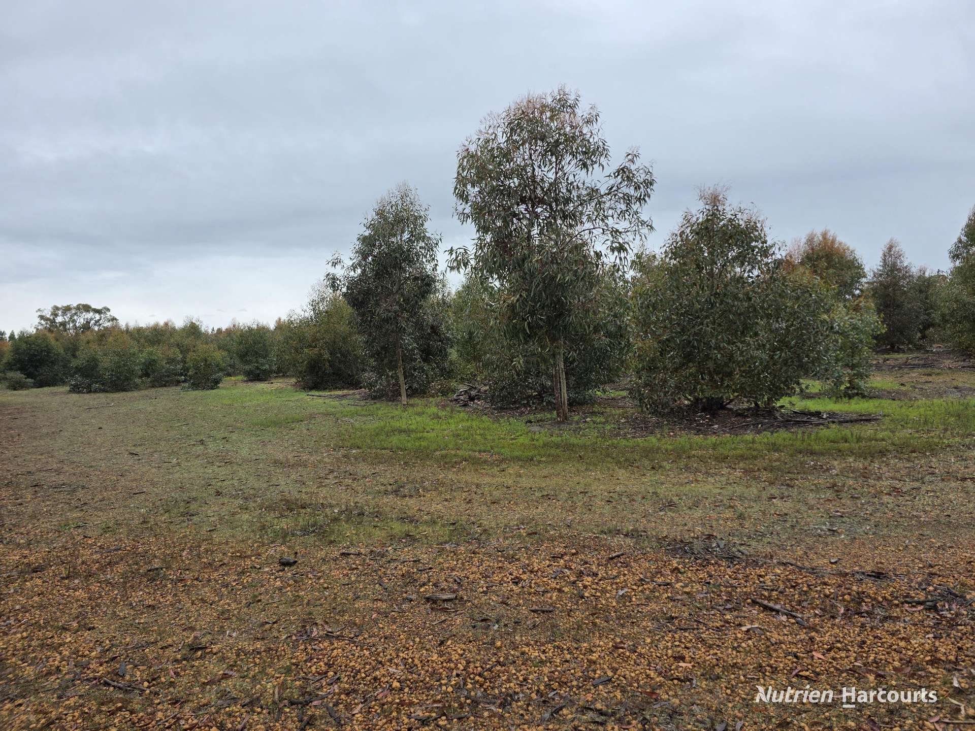 292 Neymerup Road, Boscabel For Sale by Farmbuy.com - image 7