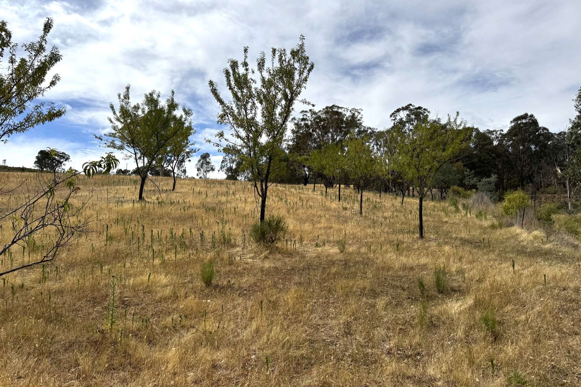 848 Kentucky Road, Neville For Sale by Farmbuy.com - image 7