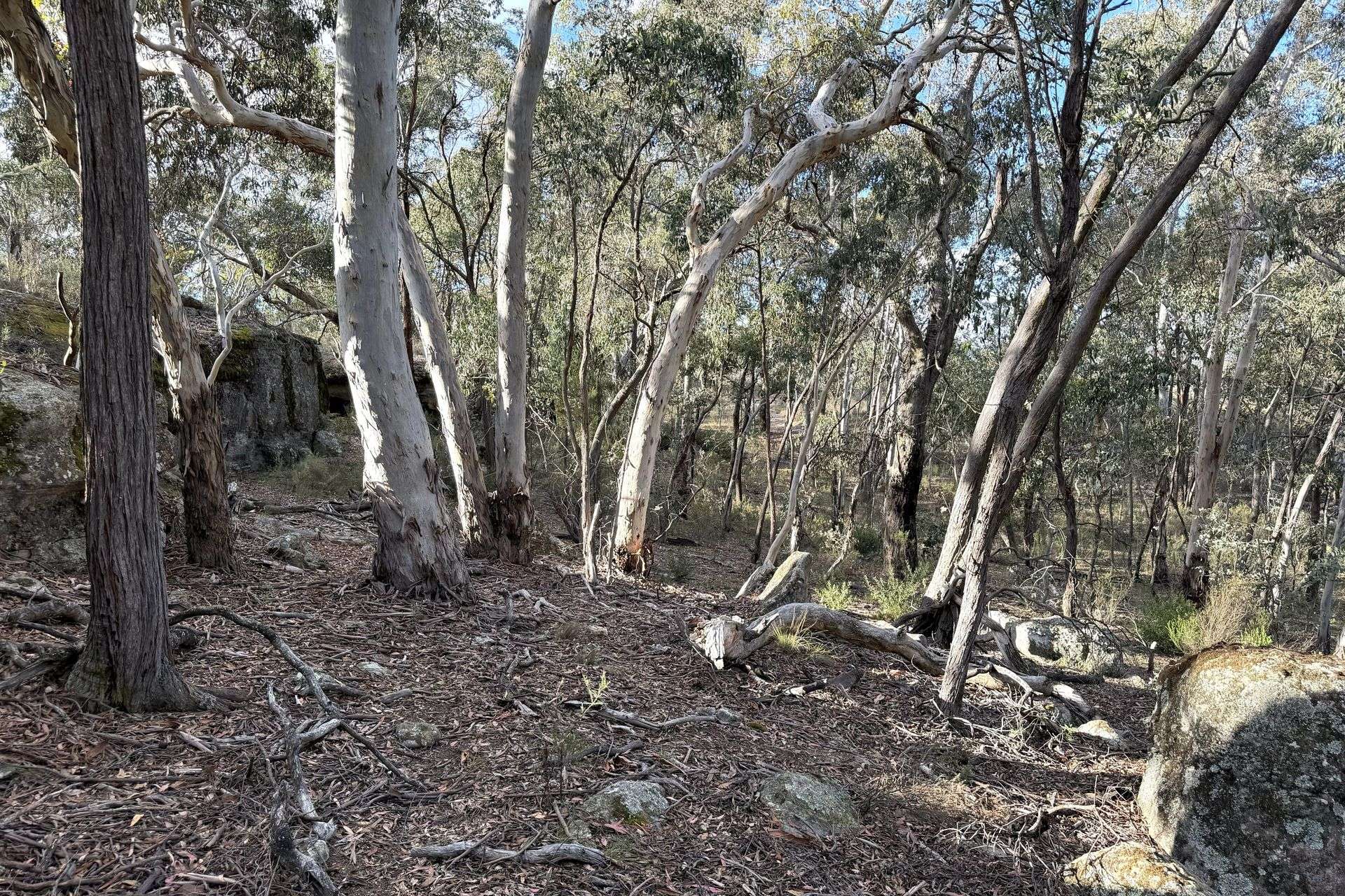 842 Red Springs Road, Ben Bullen For Sale by Farmbuy.com - image 11
