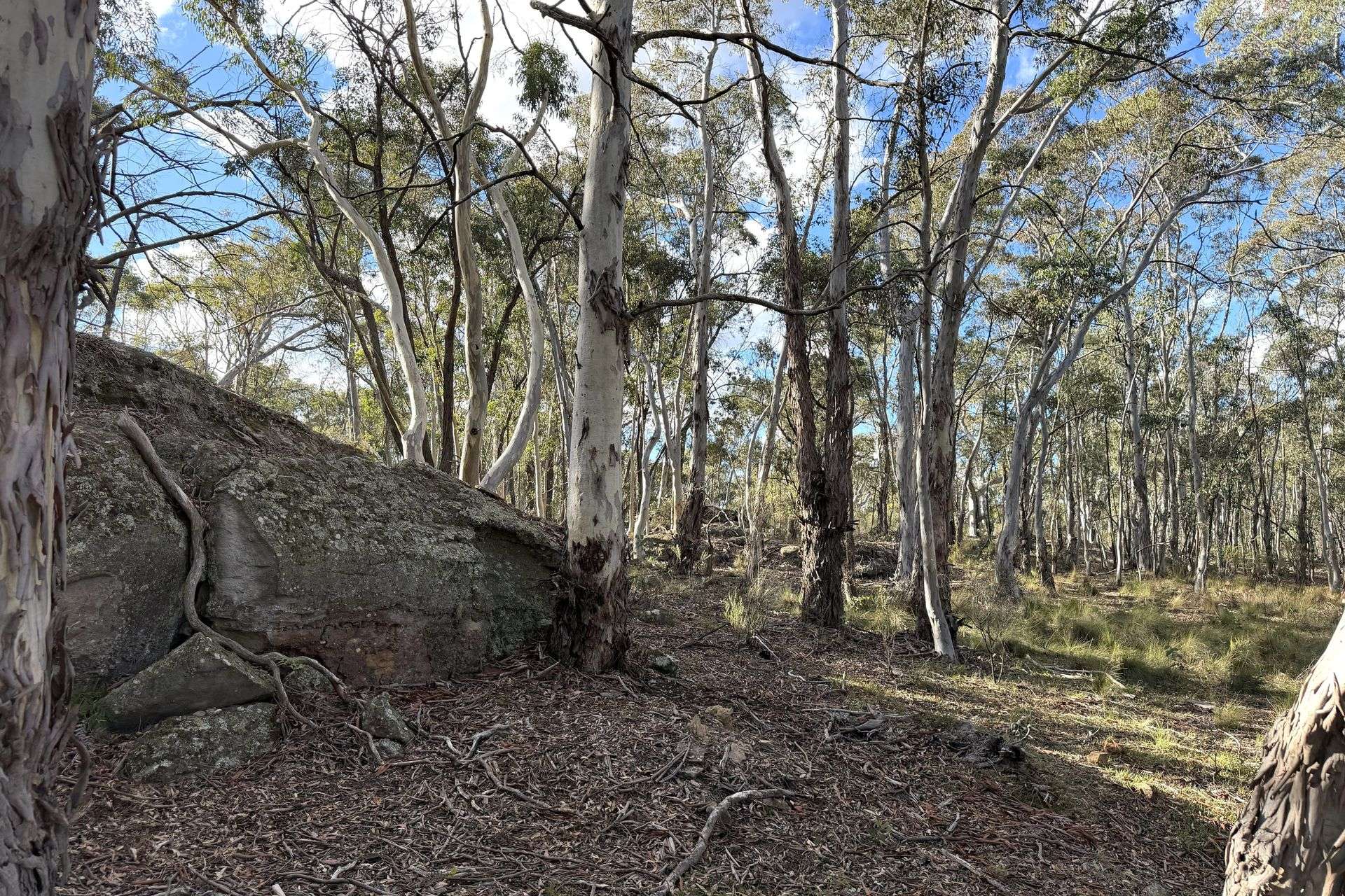 842 Red Springs Road, Ben Bullen For Sale by Farmbuy.com - image 8