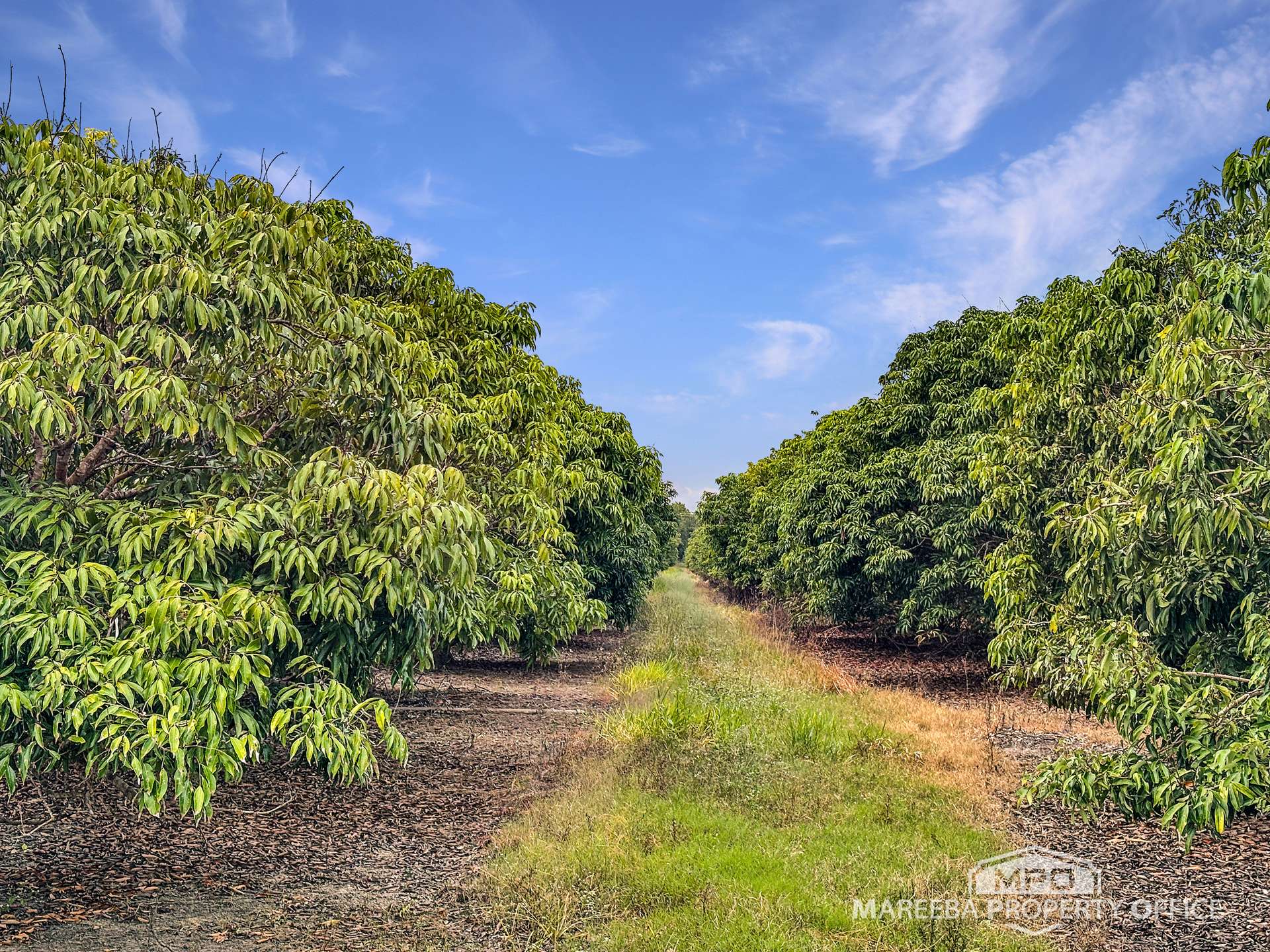526 Mareeba-Dimbulah Road, Mareeba For Sale by Farmbuy.com - image 14