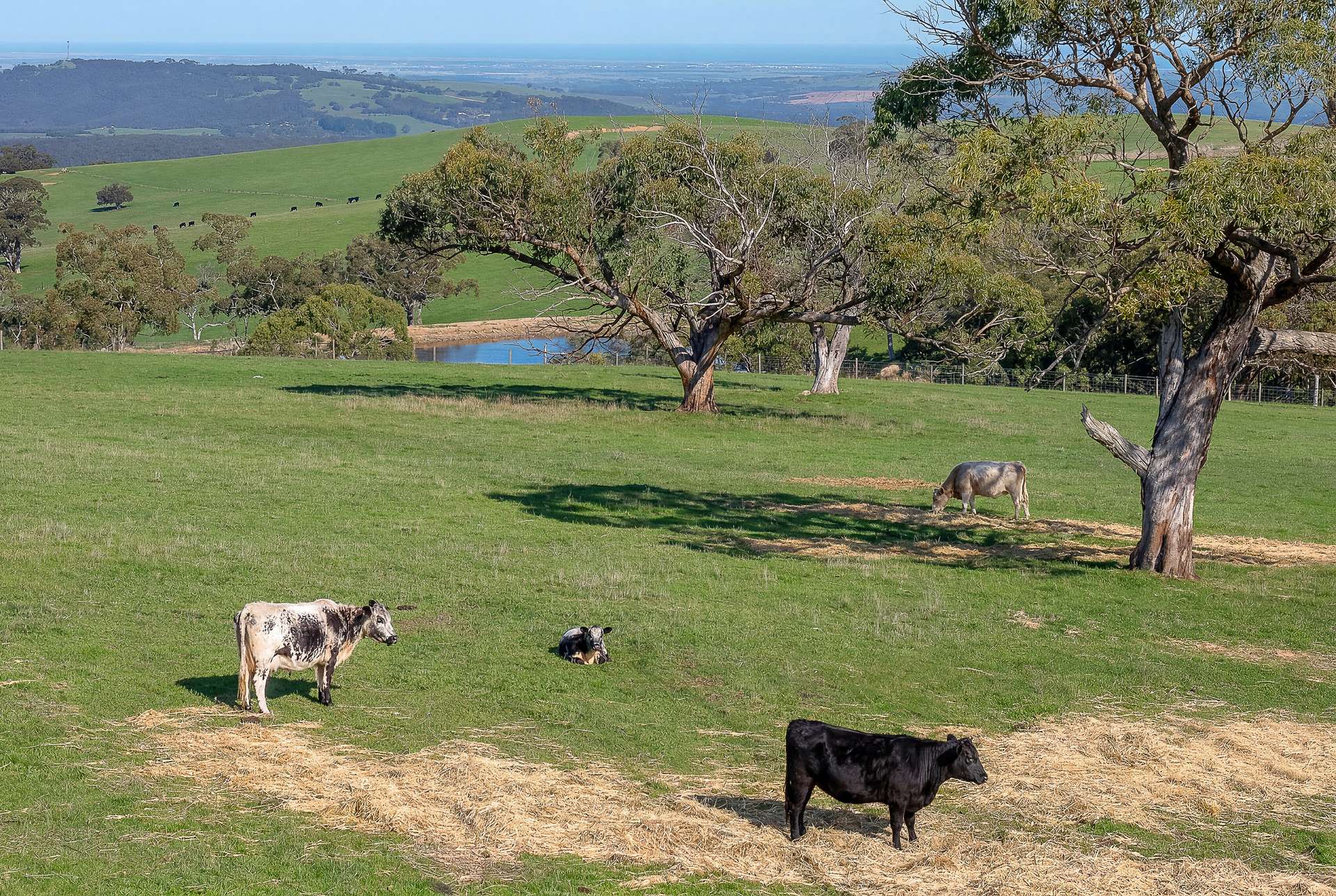 A22 Cole Crossing Road, Mount Magnificent For Sale by Farmbuy.com - image 4