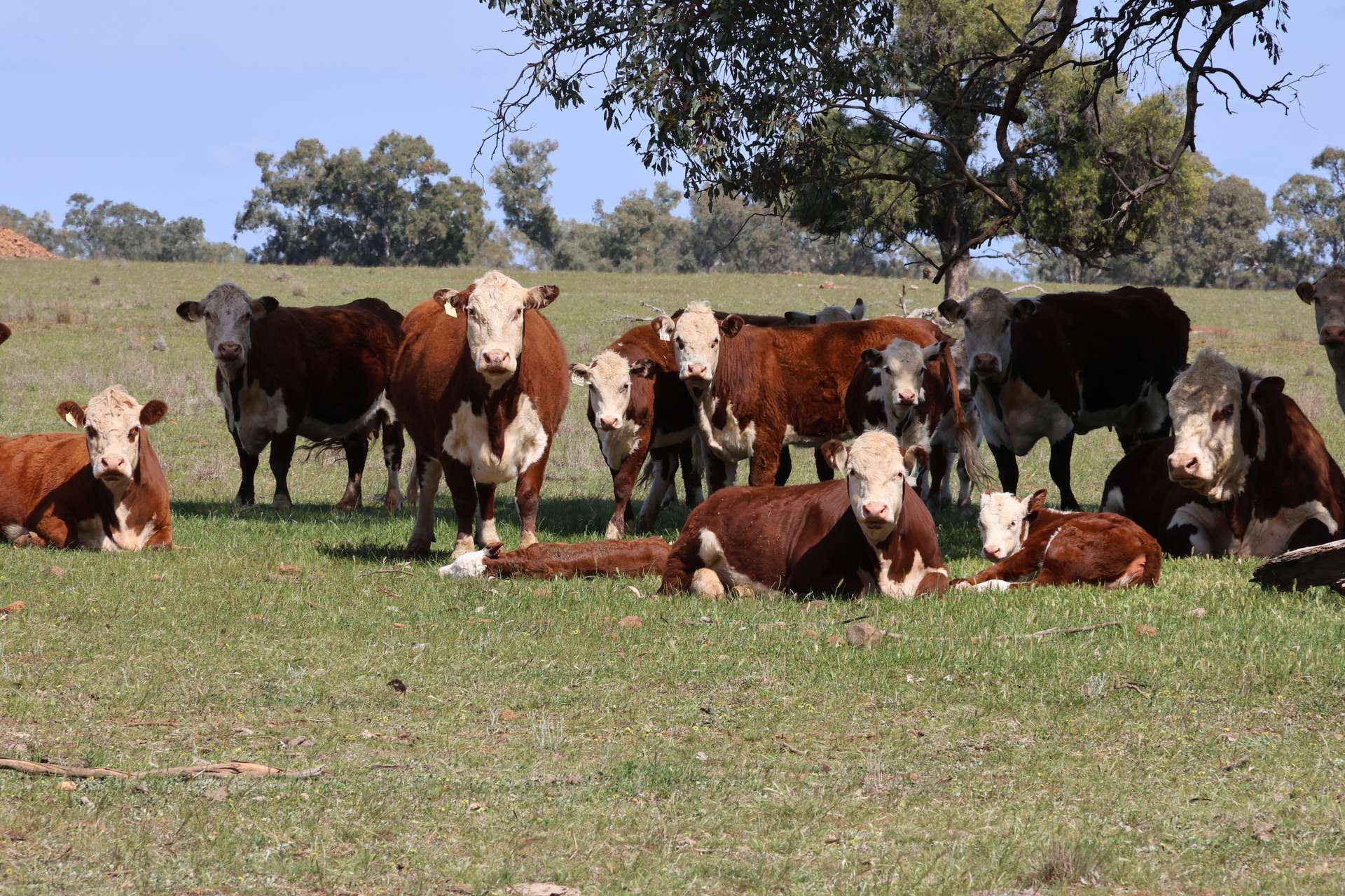 3166 Back Trundle Road, Parkes For Sale by Farmbuy.com - image 23