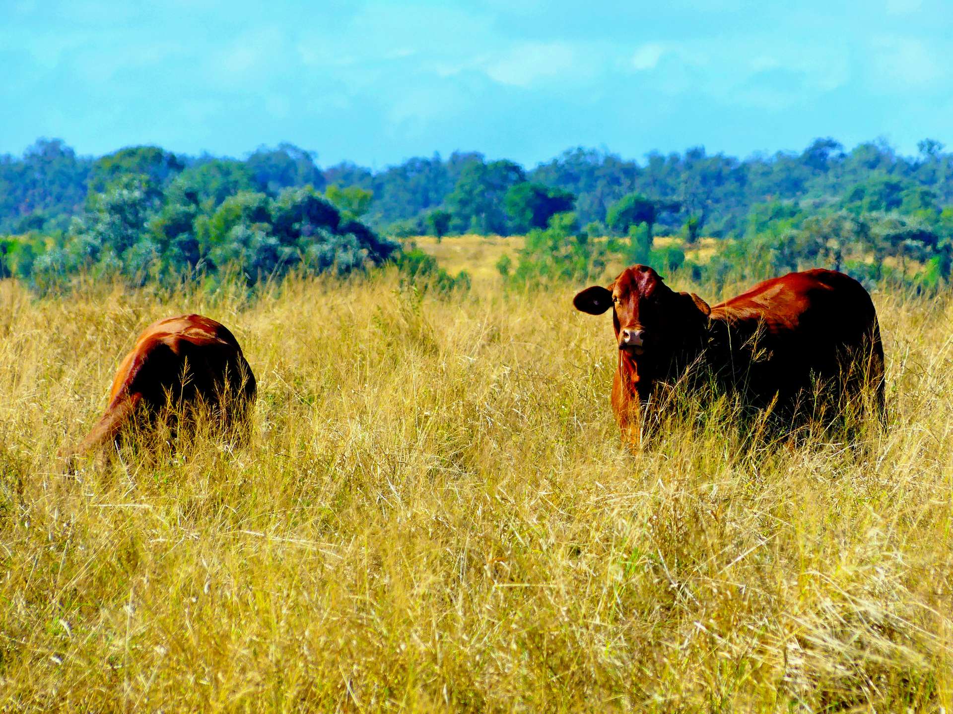 "KENDAH "795 Romers Road, Wowan For Sale by Farmbuy.com - image 10