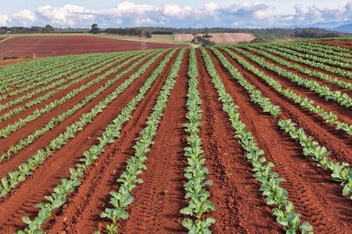 Farm For Sale - TAS - Wesley Vale - 7307 - Elite Irrigated Cropping Land in Renowned Farming Region 