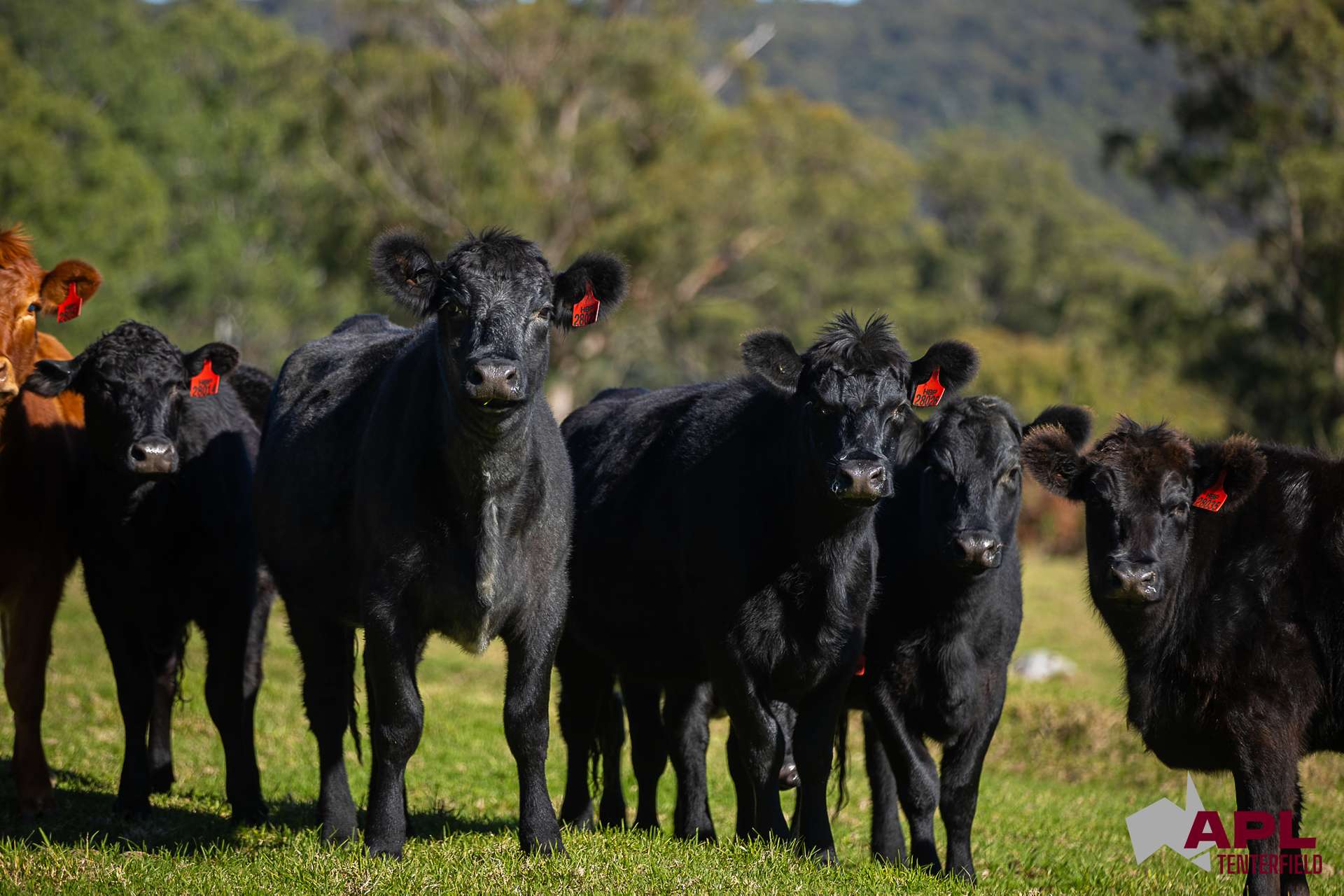 1600 Billirimba Road, Tenterfield For Sale by Farmbuy.com - image 22