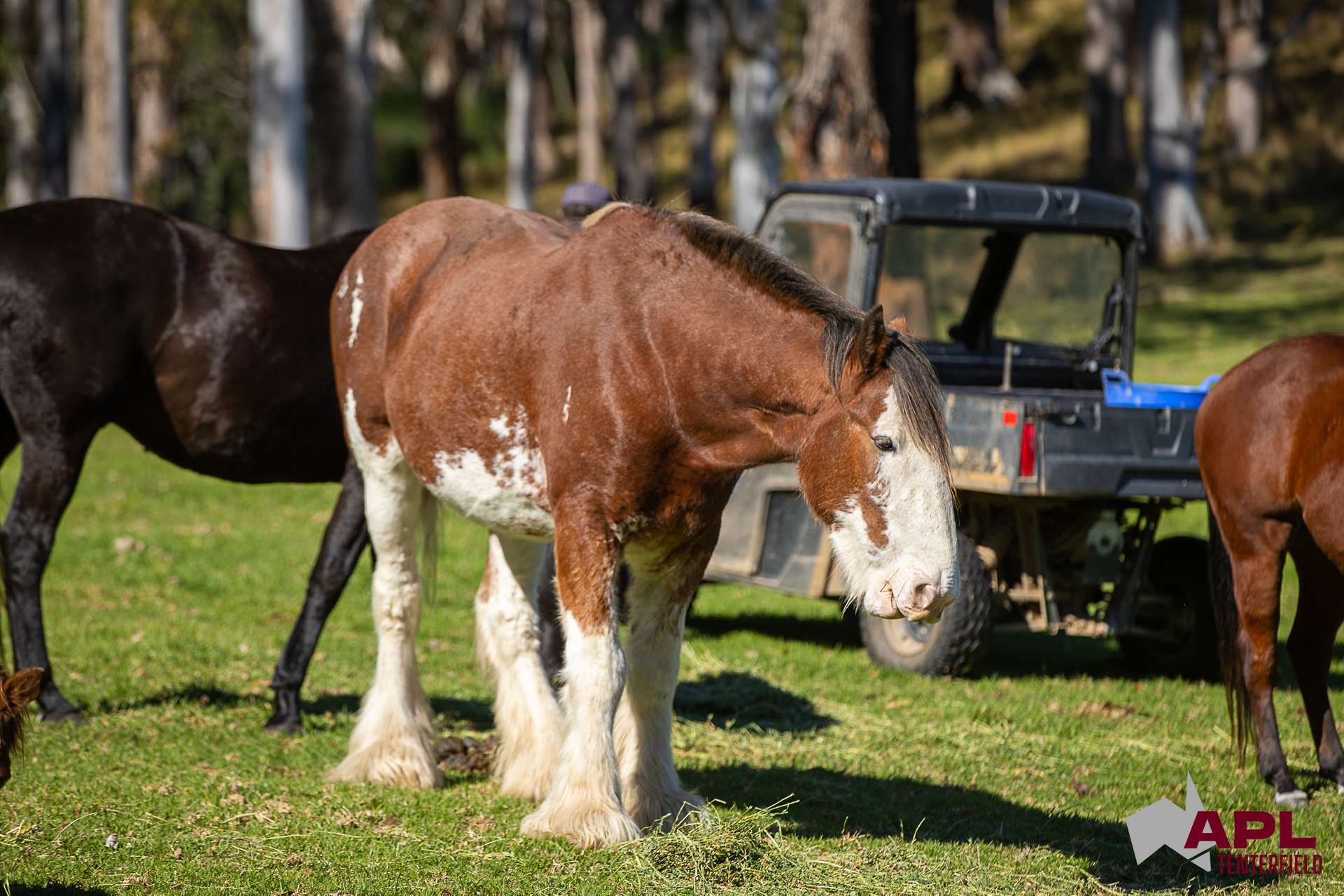1600 Billirimba Road, Tenterfield For Sale by Farmbuy.com - image 29