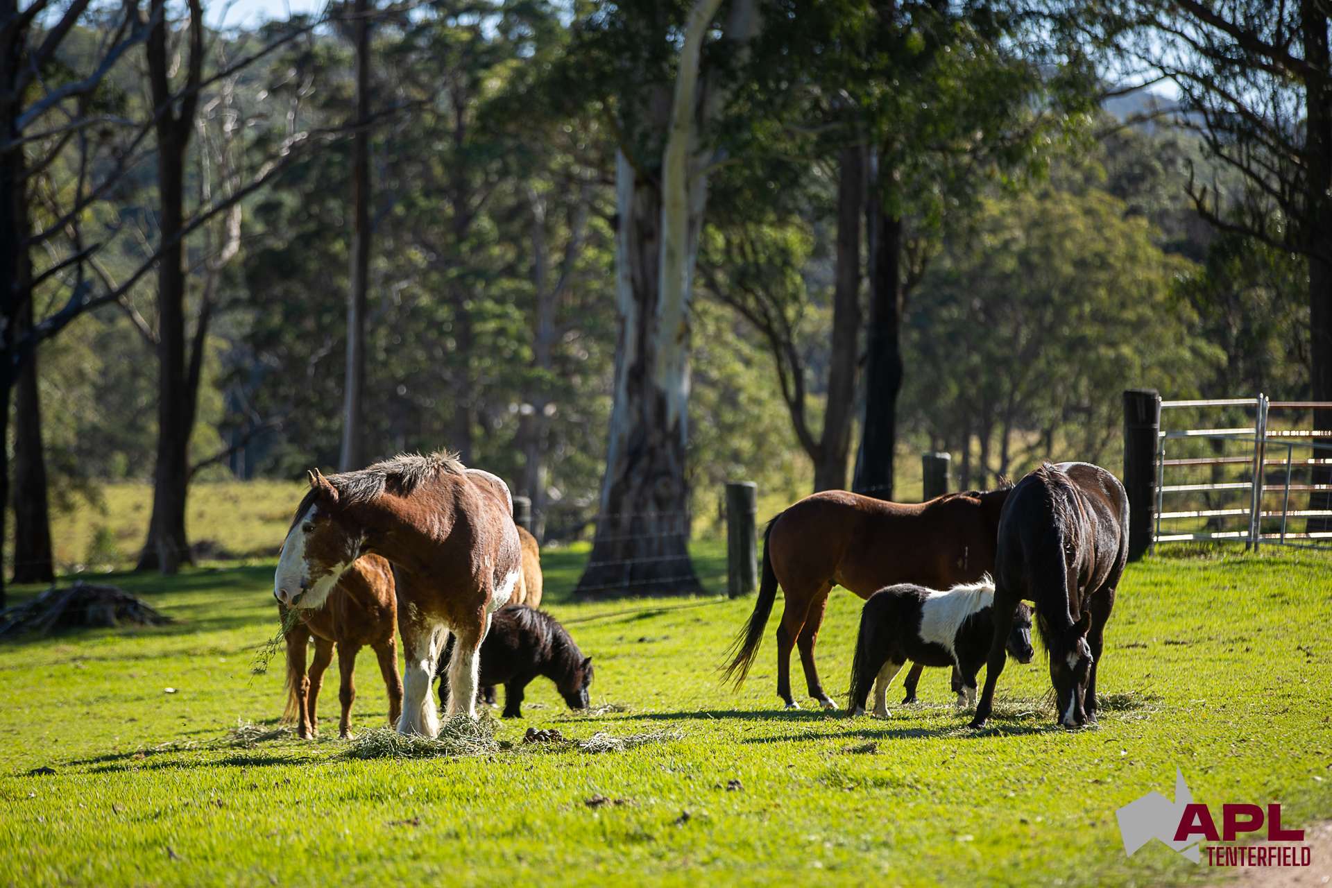 1600 Billirimba Road, Tenterfield For Sale by Farmbuy.com - image 21