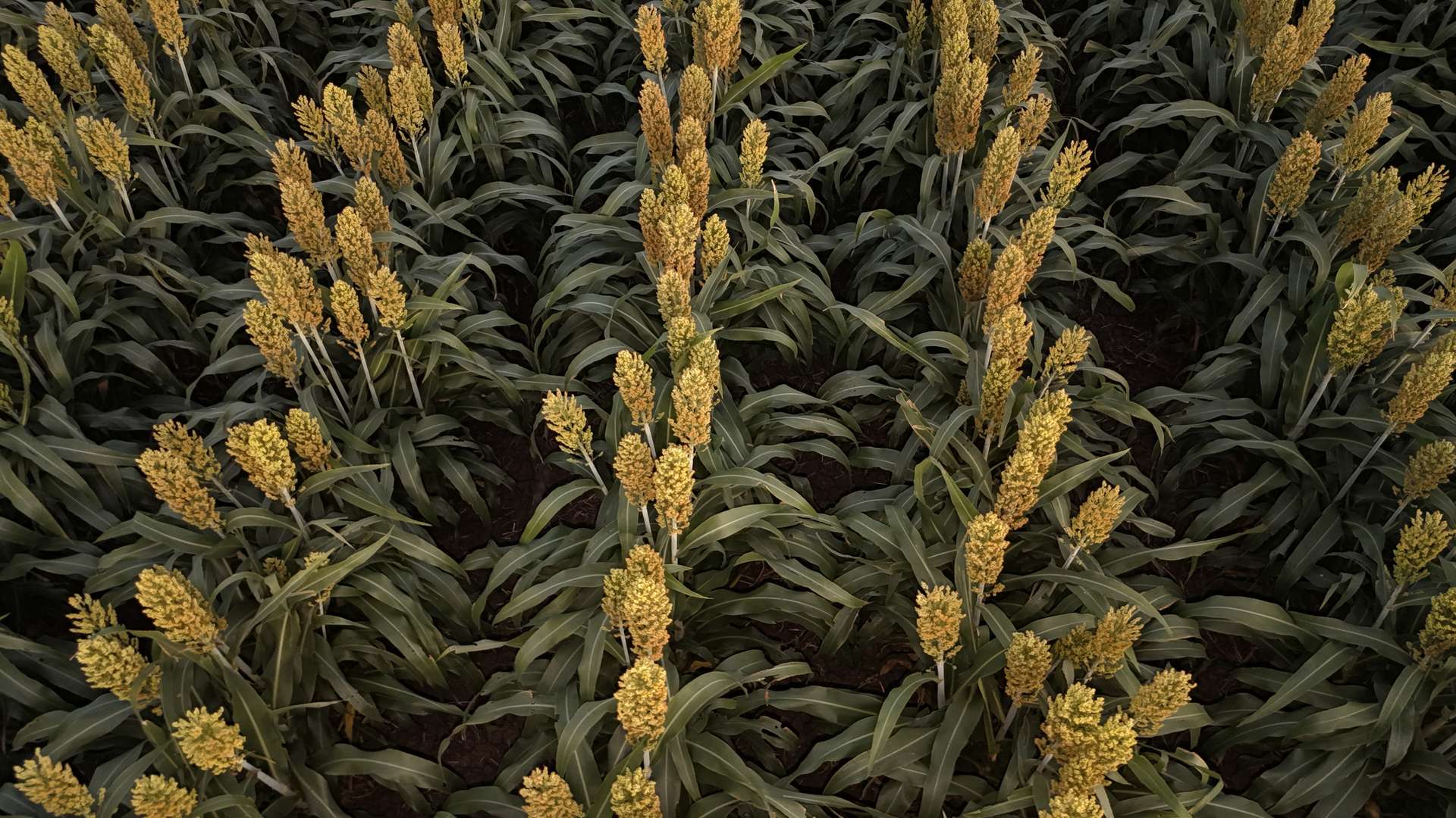 "Mullers Flat" Lot 2022 Oakey Pittsworth Road, Aubigny For Sale by Farmbuy.com - image 16
