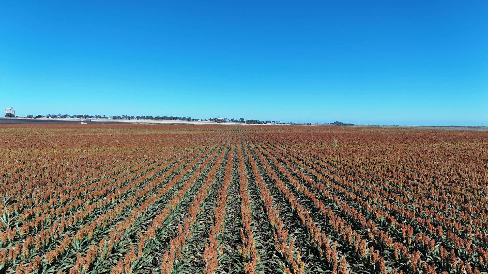 "Mullers Flat" Lot 2022 Oakey Pittsworth Road, Aubigny For Sale by Farmbuy.com - image 13