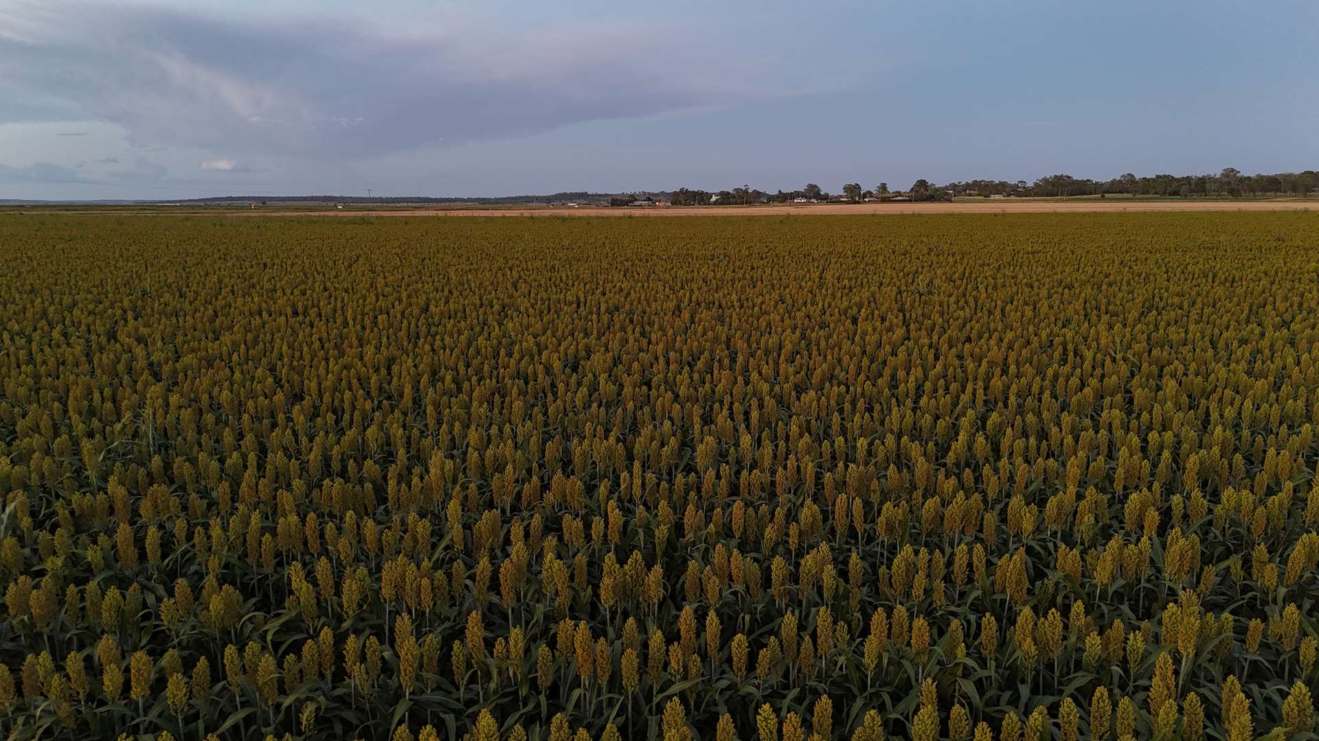 "Mullers Flat" Lot 2022 Oakey Pittsworth Road, Aubigny For Sale by Farmbuy.com - image 15
