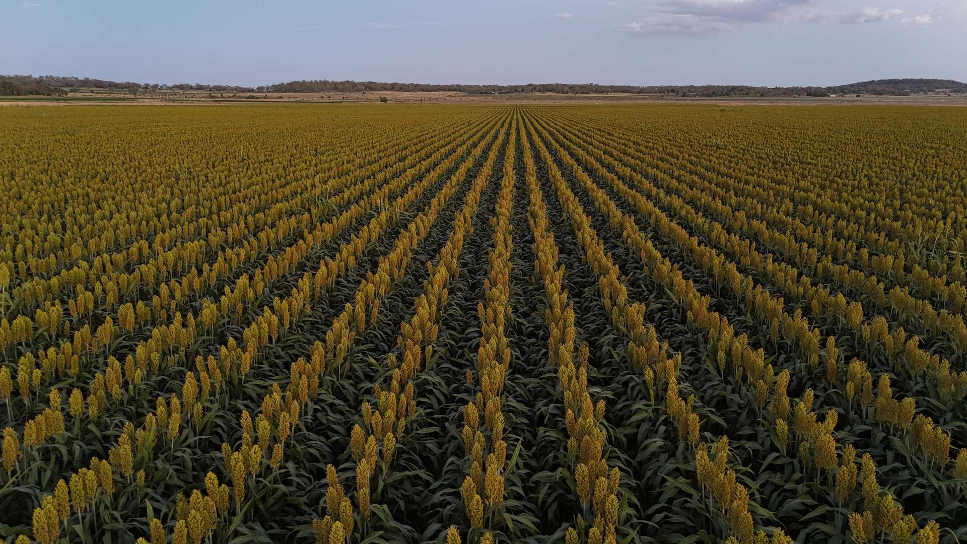 "Mullers Flat" Lot 2022 Oakey Pittsworth Road, Aubigny For Sale by Farmbuy.com - image 14
