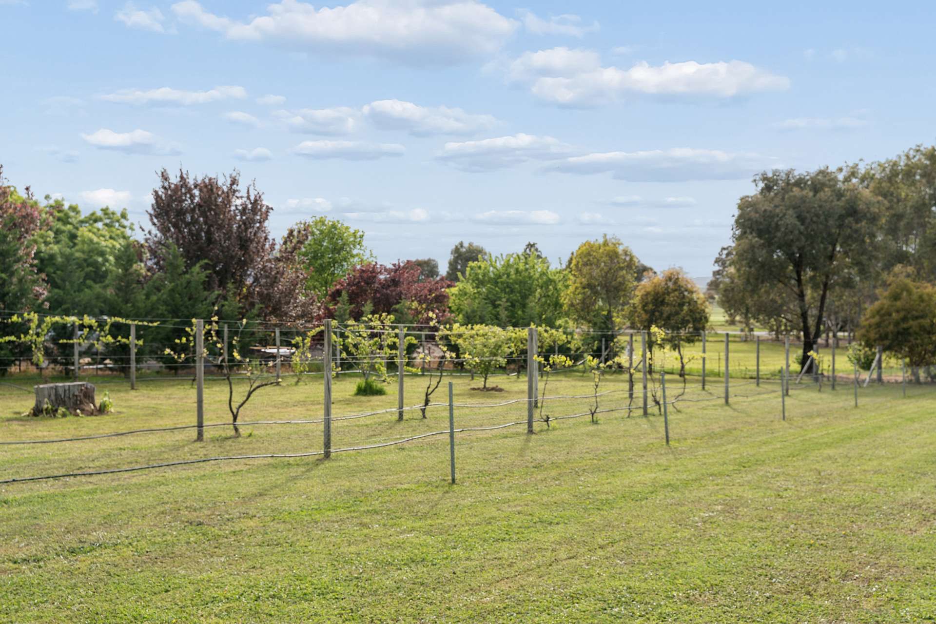 'The Finches', 7 Galloway Place, Murrumbateman Auction by Farmbuy.com - image 2