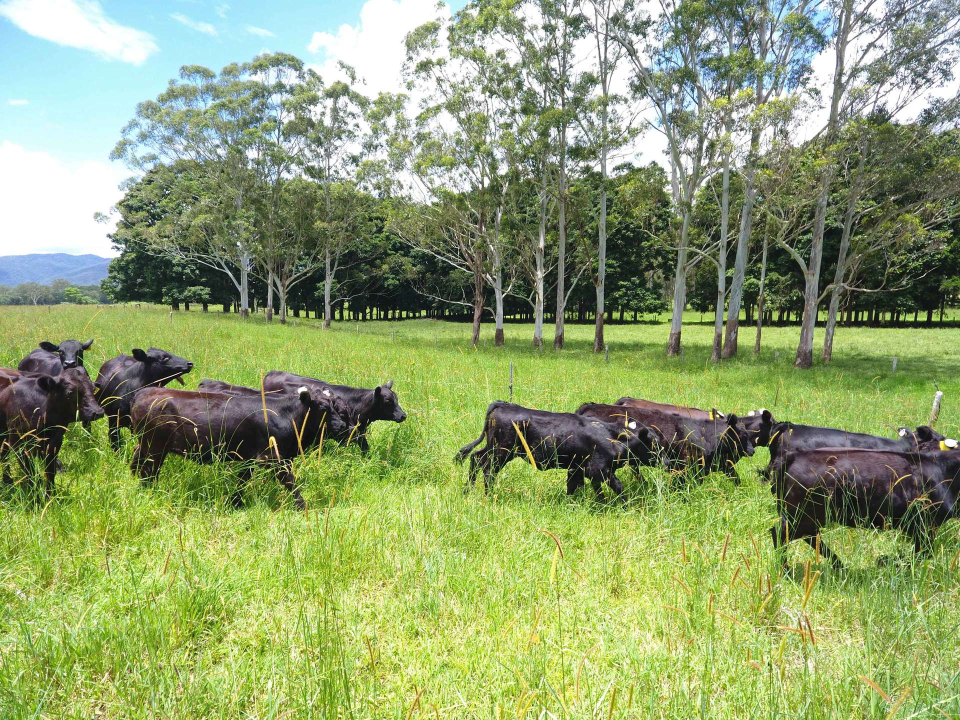 8622 Kennedy Highway, Atherton For Sale by Farmbuy.com - image 7