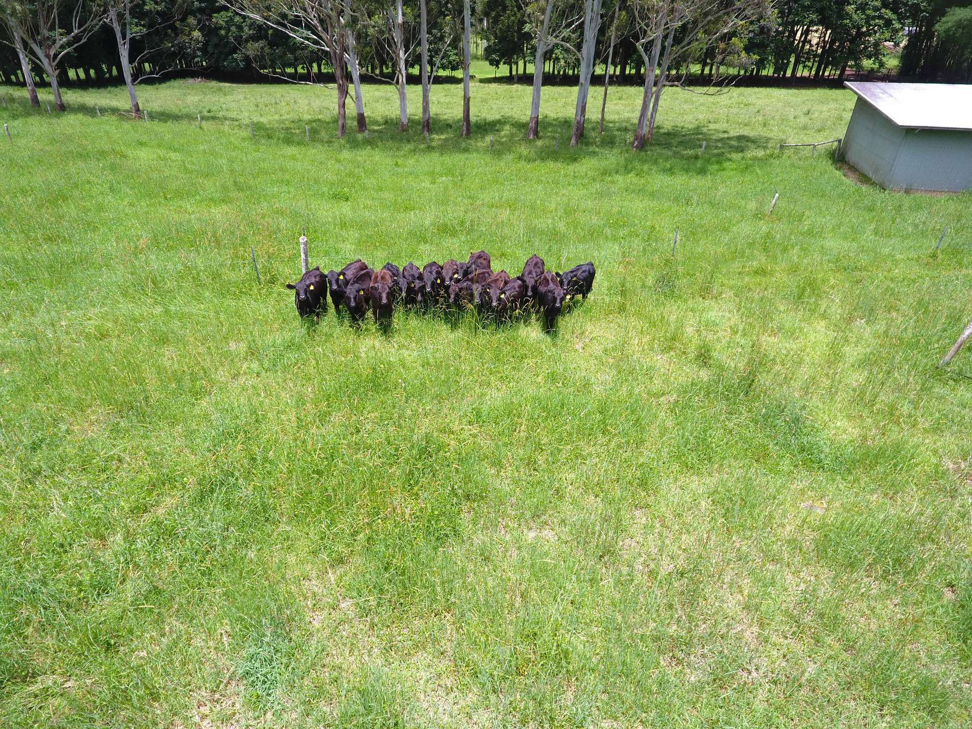 8622 Kennedy Highway, Atherton For Sale by Farmbuy.com - image 10