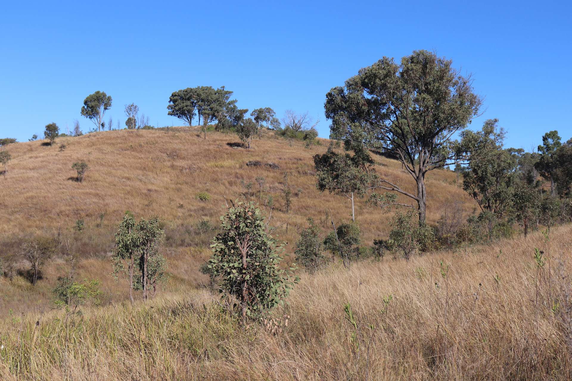 'Chapmans' Monto Mount Perry Road, Mount Perry For Sale by Farmbuy.com - image 3