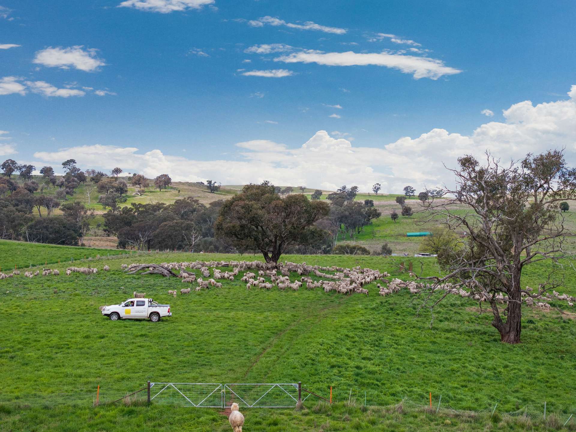 "Reynoldsdale", 1056 Lachlan Valley Way, Boorowa Auction by Farmbuy.com - image 23