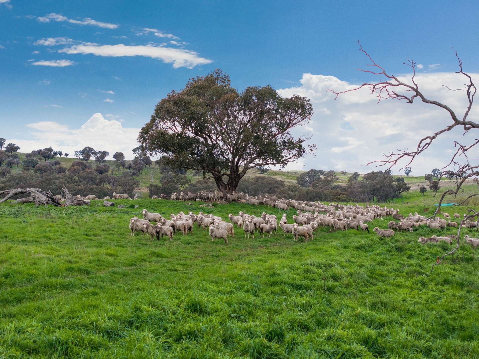 "Reynoldsdale", 1056 Lachlan Valley Way, Boorowa Auction by Farmbuy.com - image 16