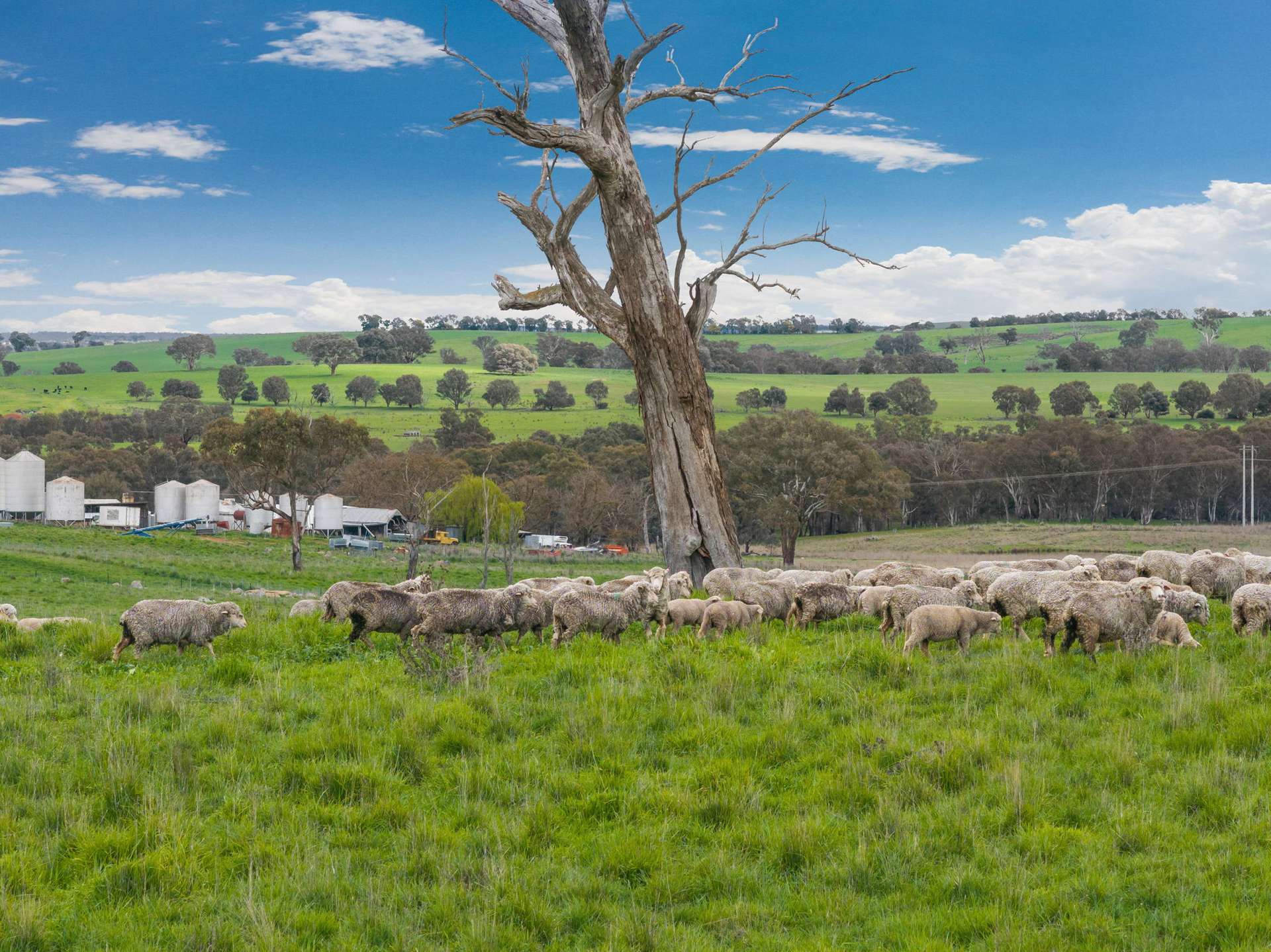 "Reynoldsdale", 1056 Lachlan Valley Way, Boorowa Auction by Farmbuy.com - image 26