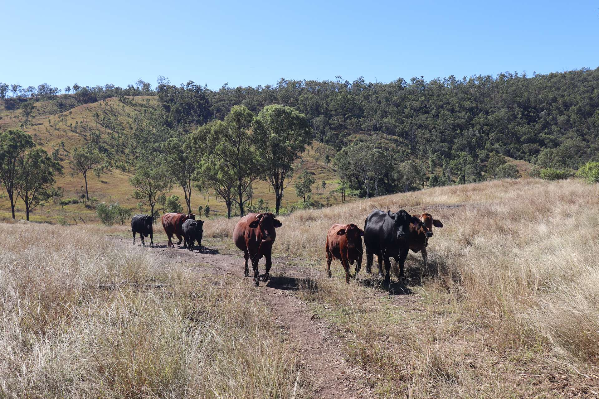 'Sparrows' Monto Mount Perry Road, Mount Perry For Sale by Farmbuy.com - image 3