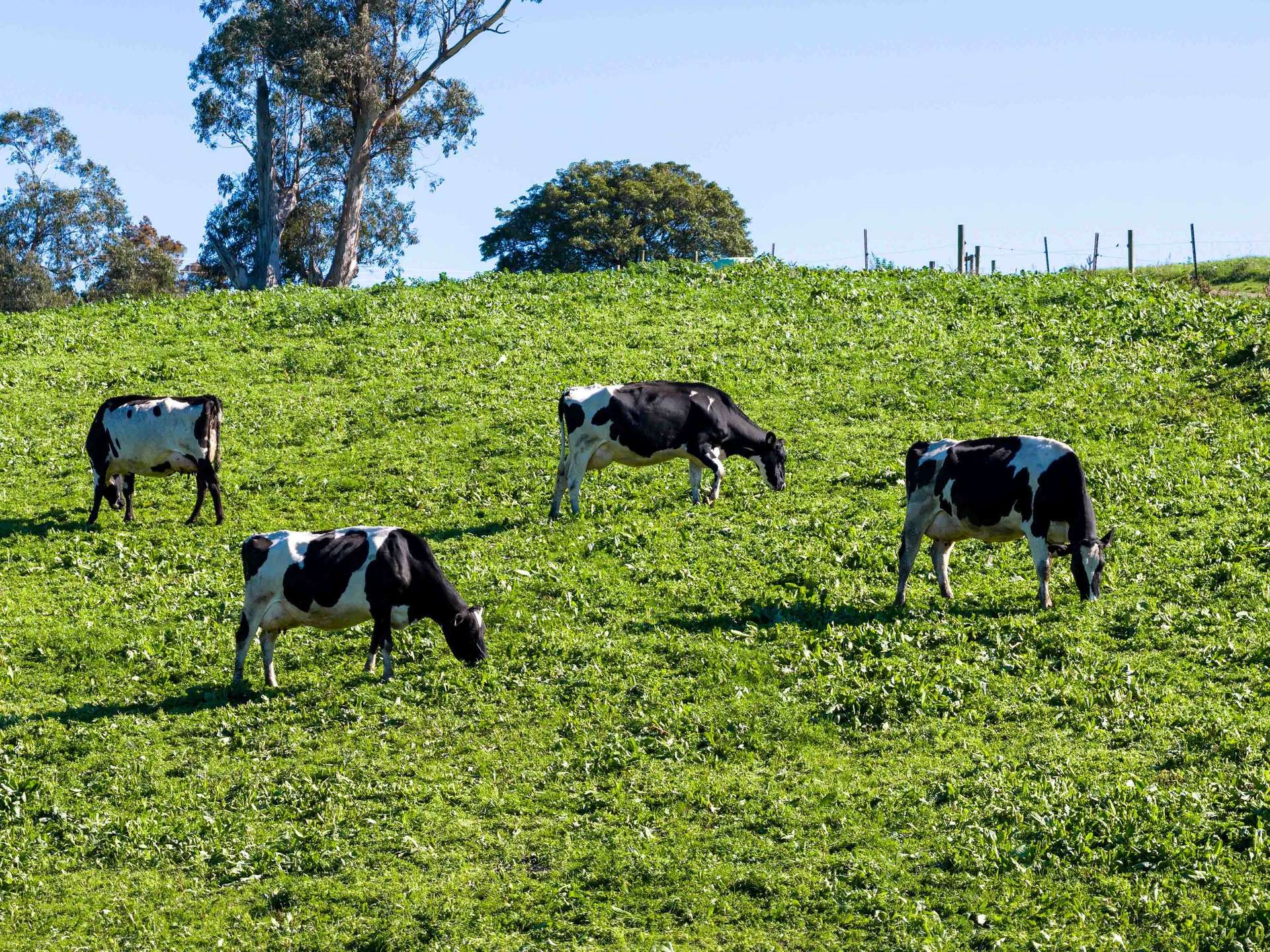 2230 Main Neerim Road, Neerim South For Sale by Farmbuy.com - image 5