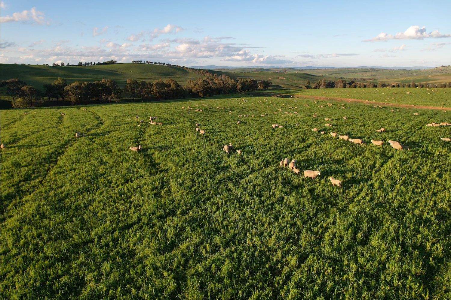860 Wantabadgery Road, Wagga Wagga For Sale by Farmbuy.com - image 10
