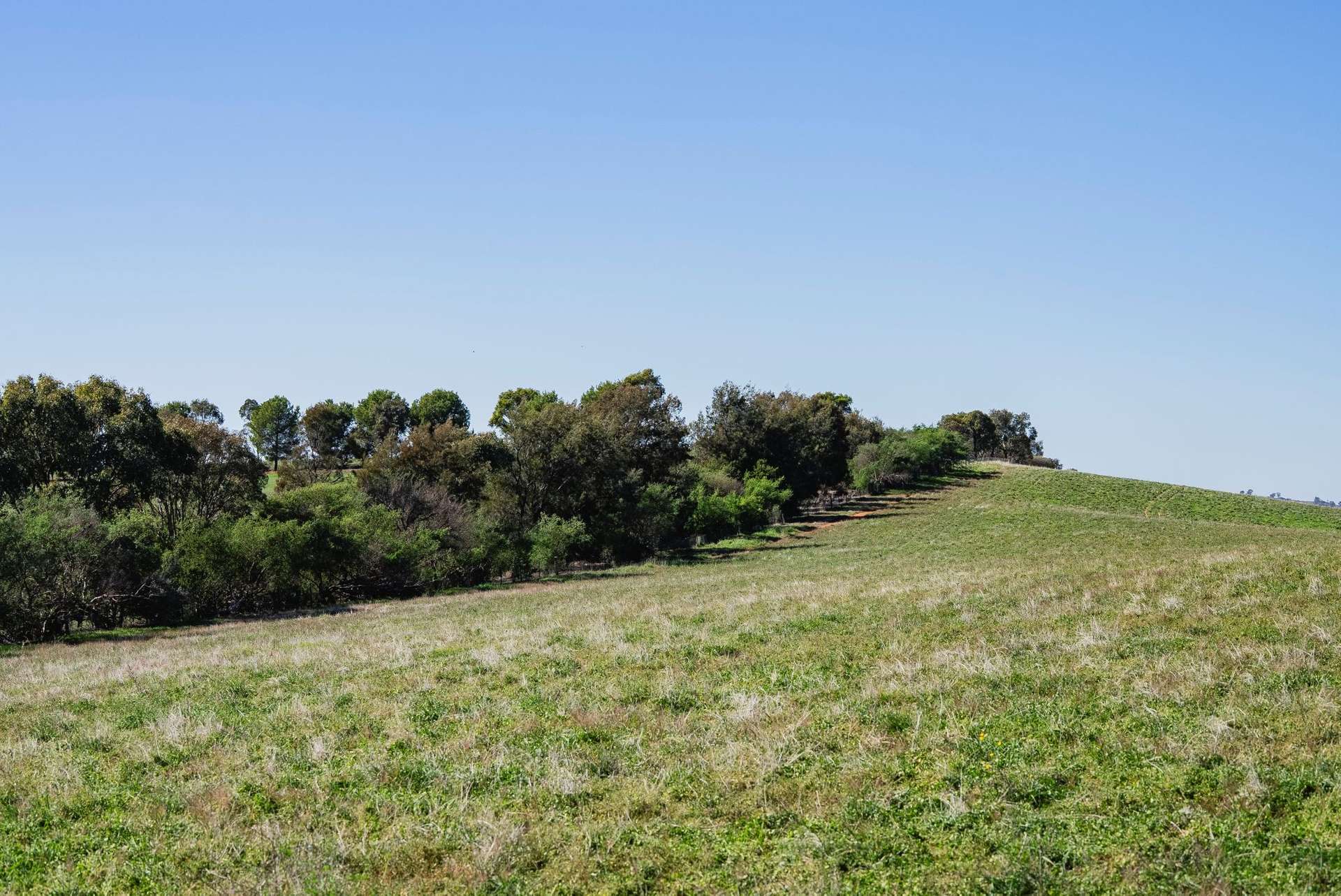 860 Wantabadgery Road, Wagga Wagga For Sale by Farmbuy.com - image 14
