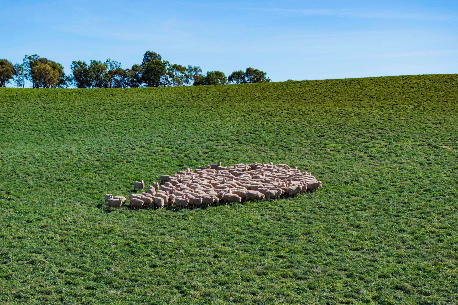 860 Wantabadgery Road, Wagga Wagga For Sale by Farmbuy.com - image 25