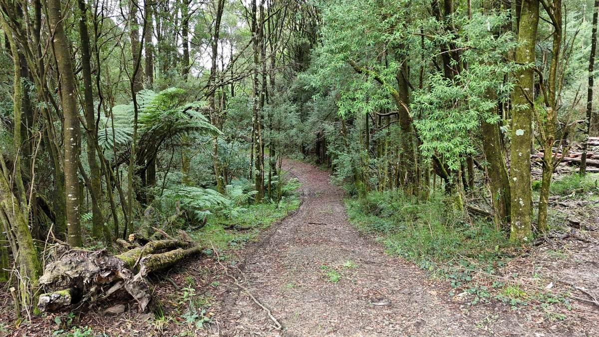 5225 Colac-Lavers Hill Road, Lavers Hill For Sale by Farmbuy.com - image 6